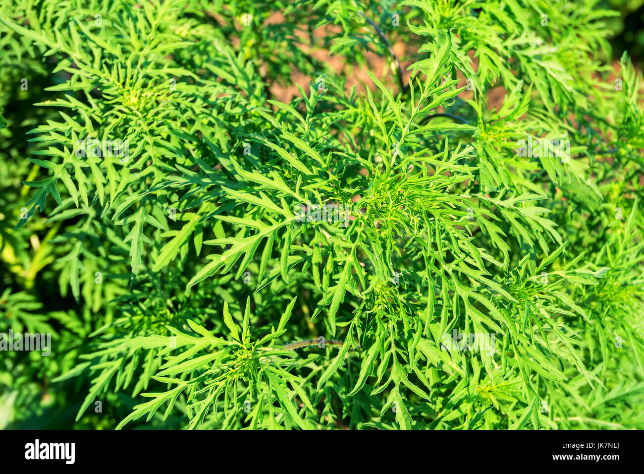 American common ragweed Stock Photo
