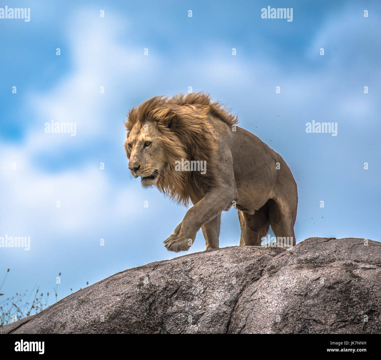 Serengeti lion hi-res stock photography and images - Alamy