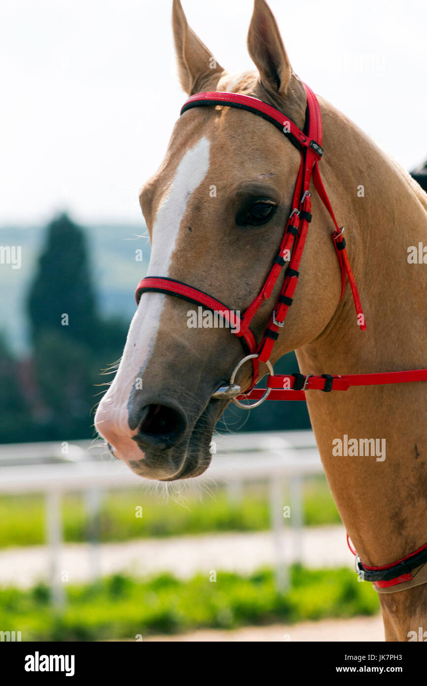Beautiful akhal-teke horse in the summer day Stock Photo - Alamy