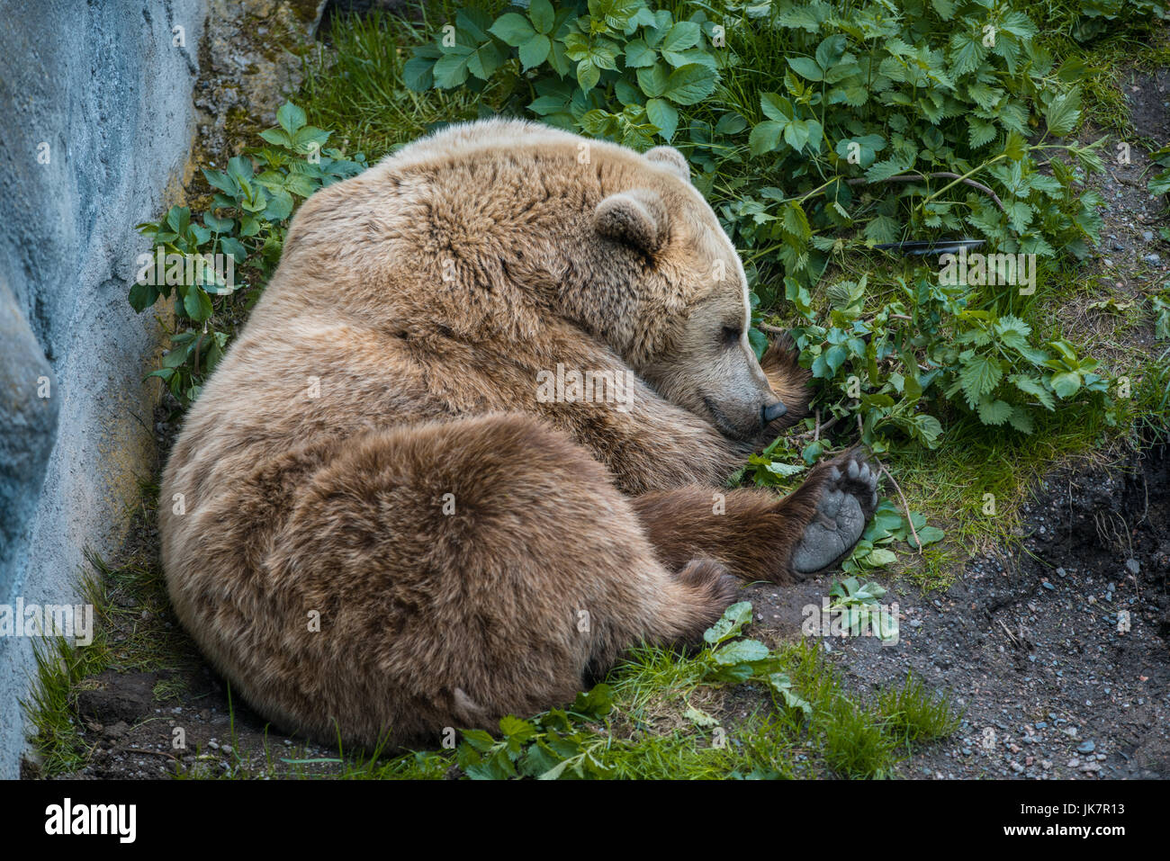 Brown Bear sleeping happily in a zoo Stock Photo