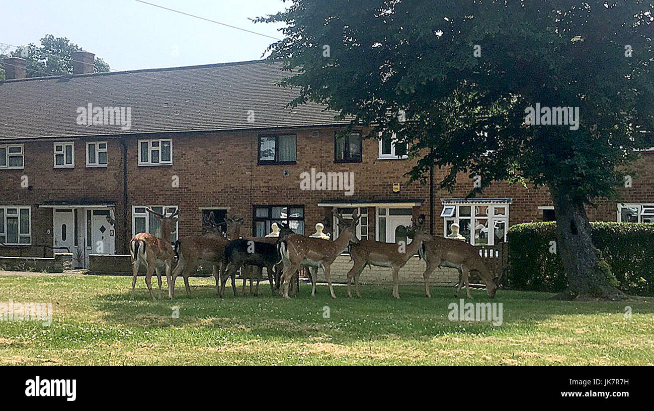 A group of deer bravely crossed a road in Harold Hill, Essex to find