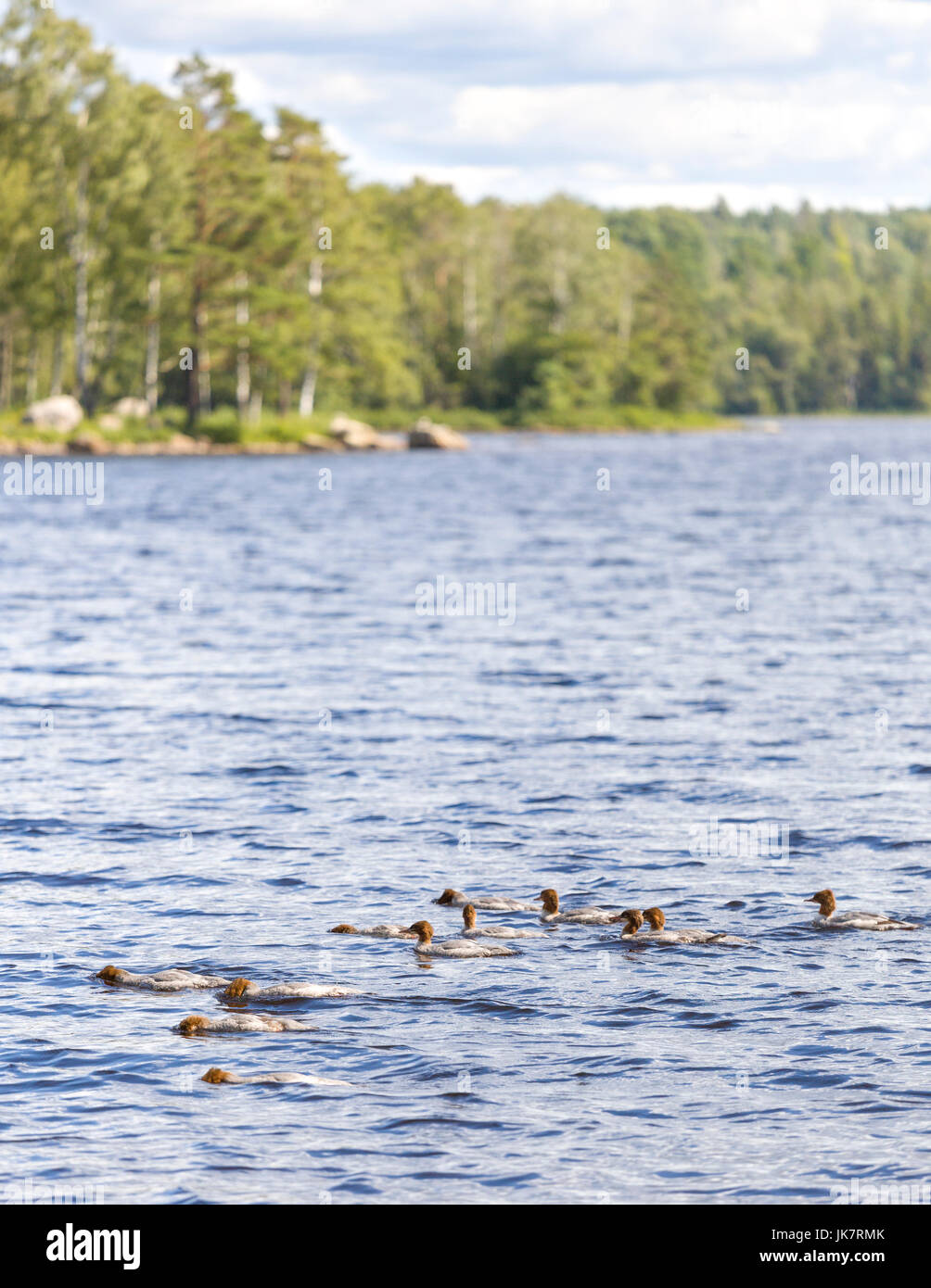 Group of young Common Merganser (N. America) or Goosander (Eurasia) (Mergus merganser) in Lake Uspen, Lerum, Sweden  Model Release: No.  Property Release: No. Stock Photo