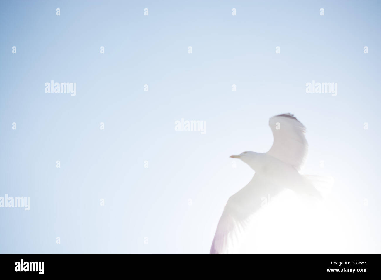 Single seagull flying in a sky as a background Stock Photo - Alamy