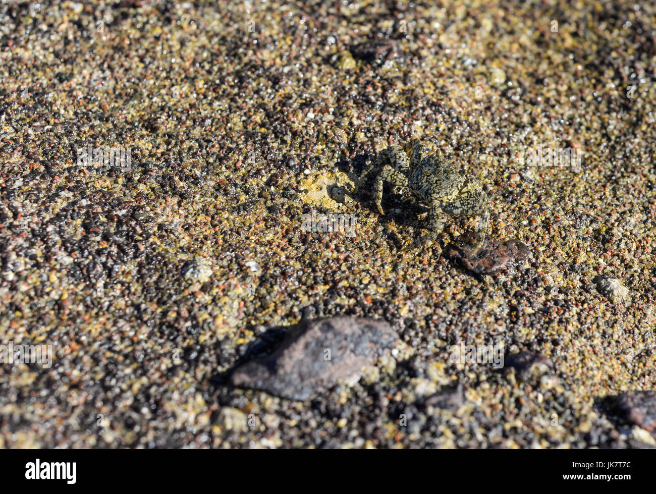 crab crawling on stones on a beach Stock Photo