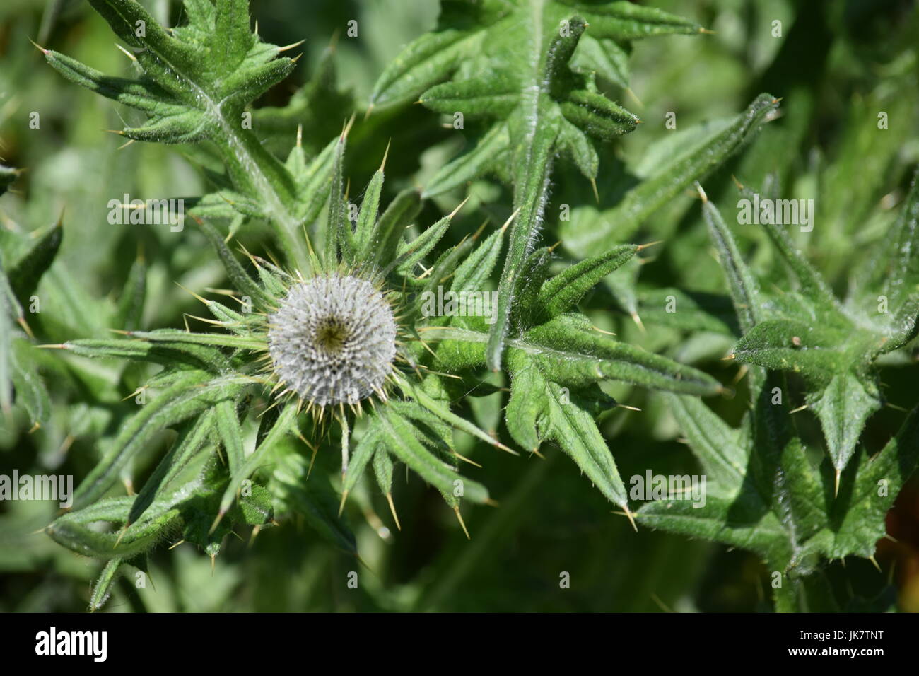 Woolly Thistle, Cirsium eriophorum Stock Photo