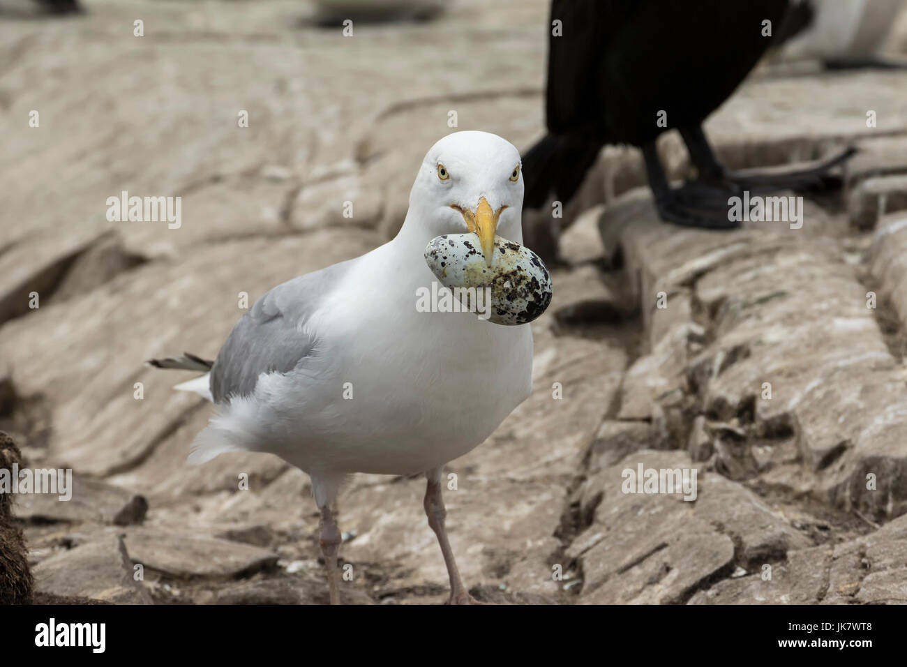 Guillemot egg hires stock photography and images Alamy
