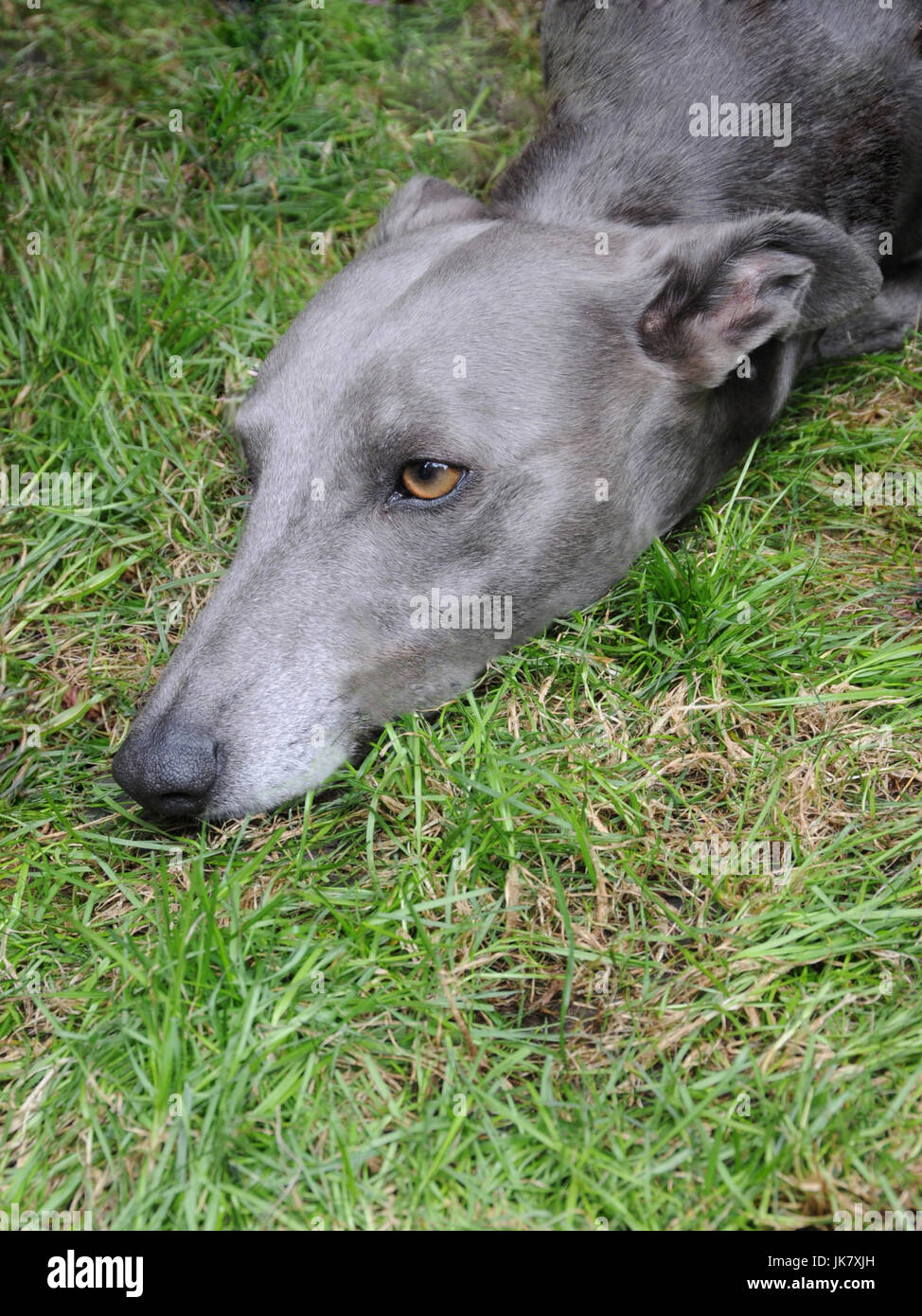 Whippets at the 2017, Chap Olympiad in London Stock Photo Alamy