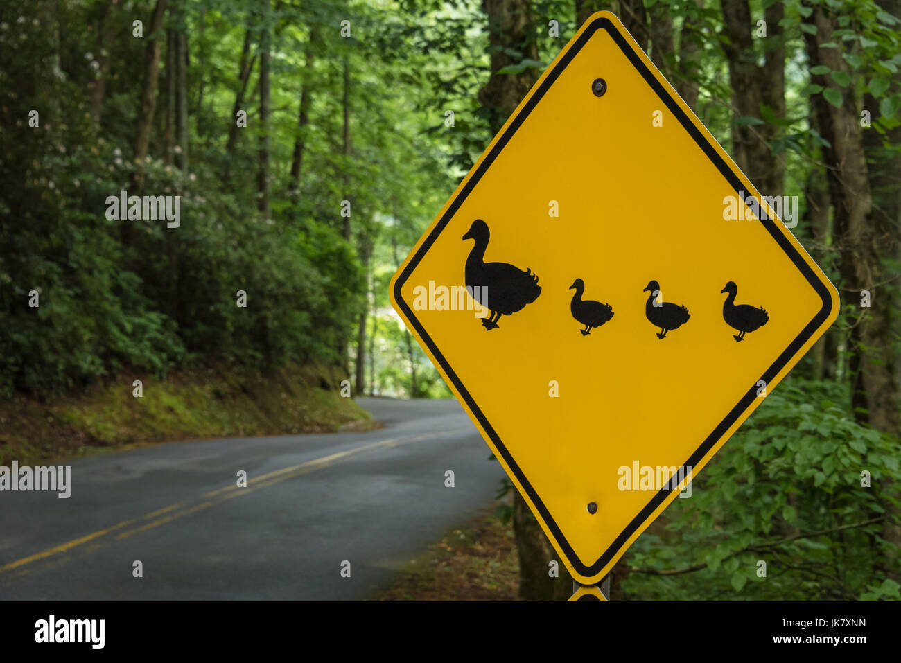 Duck Crossing sign along the entrance road to Vogel State Park in North Georgia's Blue Ridge Mountains. (USA) Stock Photo