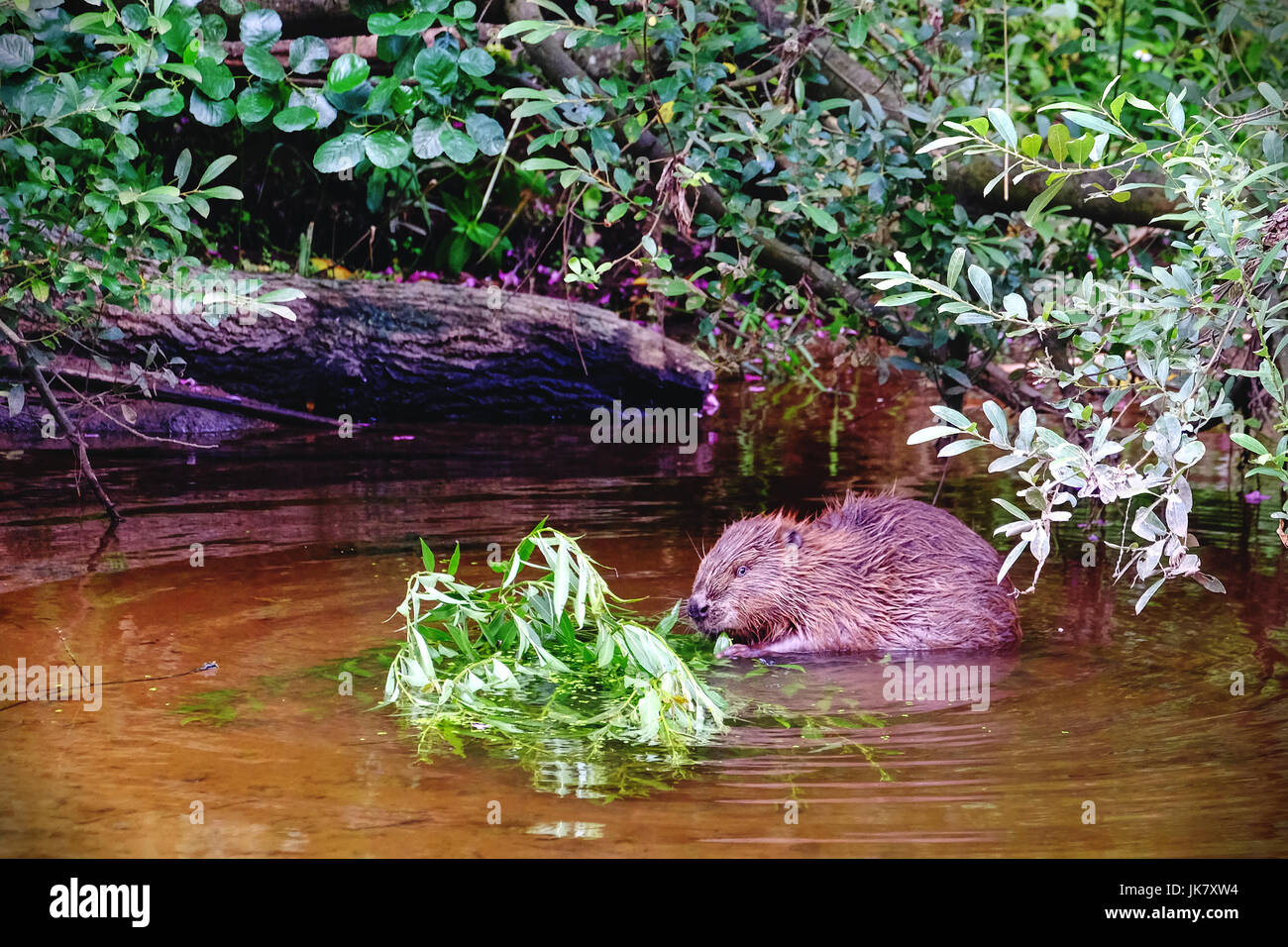 A beaver in the wild in the UK, on the River Otter, Devon Stock Photo