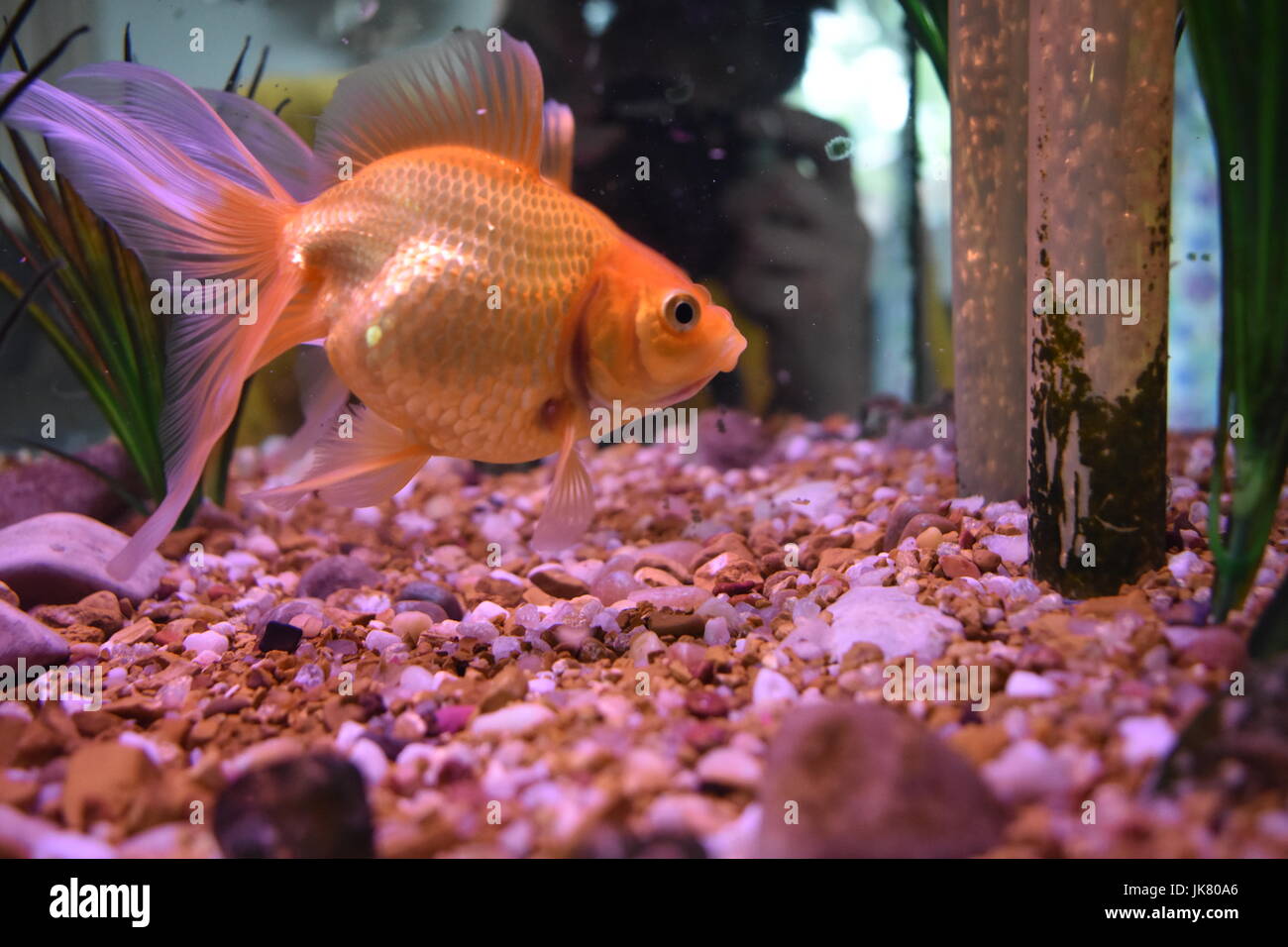 Gold fish in tank Stock Photo Alamy