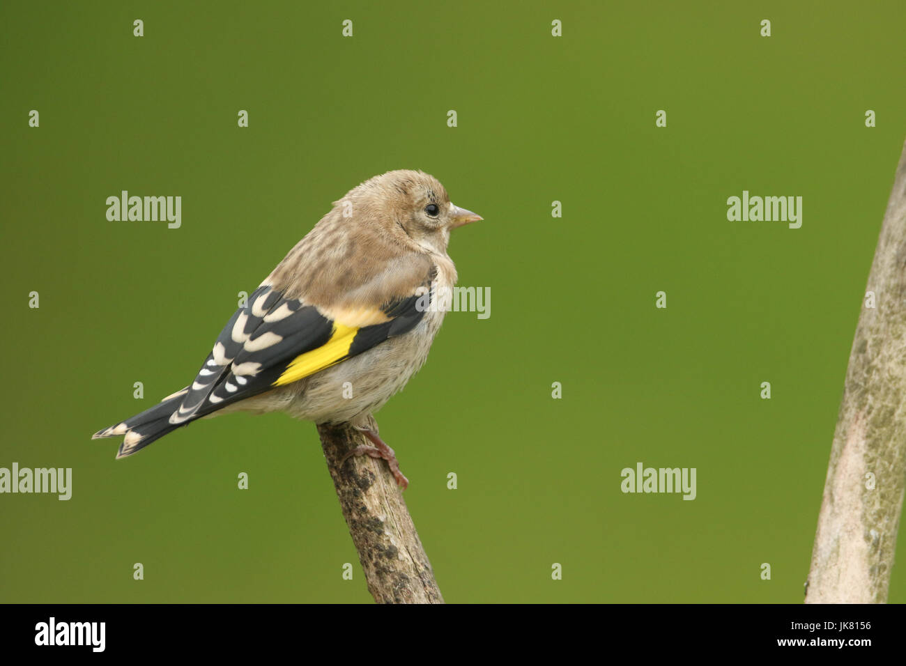 Baby goldfinch hi-res stock photography and images - Alamy