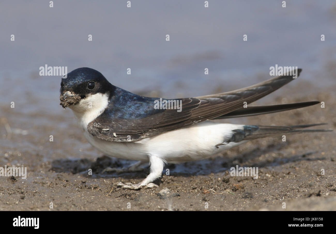 A pretty House Martin (Delichon urbica) with a beak full of mud to build its nest. Stock Photo