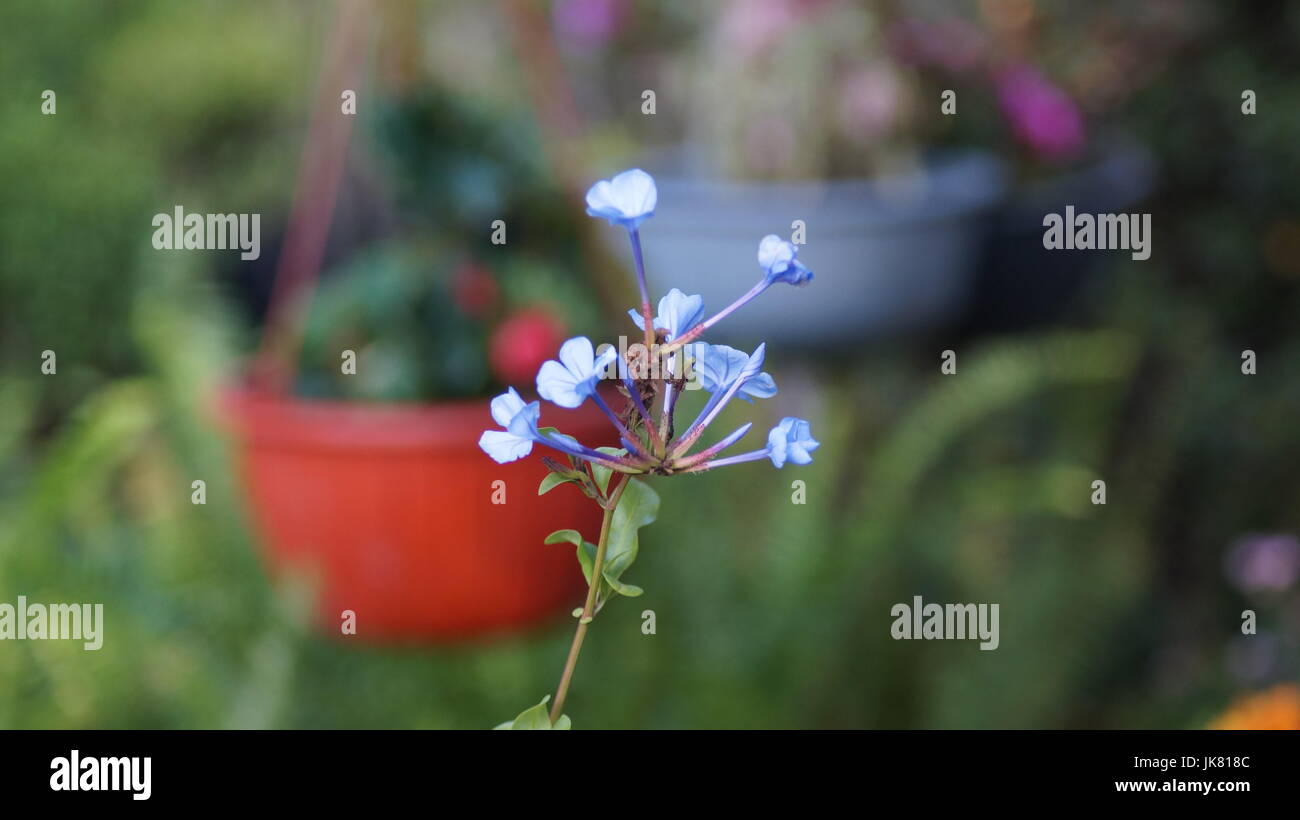 Un jardín de flores, repleto diferentes colores que le dan al mundo belleza, una flor es única por sus tonalidades, especial por su fragancia, hermosa Stock Photo