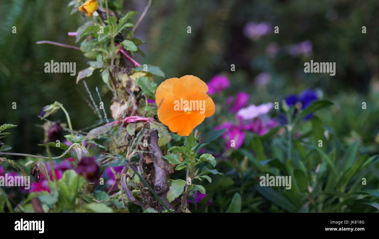 Un jardín de flores, repleto diferentes colores que le dan al mundo belleza, una flor es única por sus tonalidades, especial por su fragancia, hermosa Stock Photo