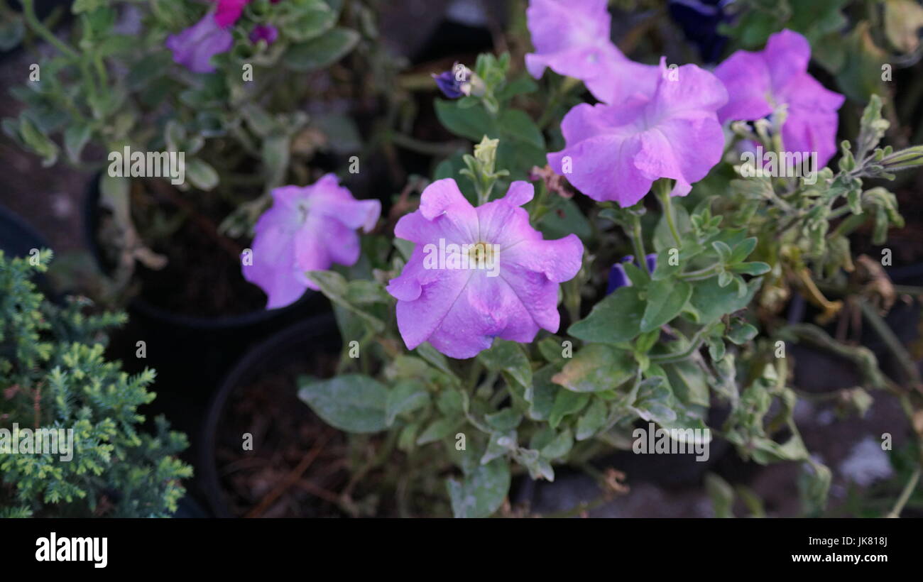 Un jardín de flores, repleto diferentes colores que le dan al mundo belleza, una flor es única por sus tonalidades, especial por su fragancia, hermosa Stock Photo