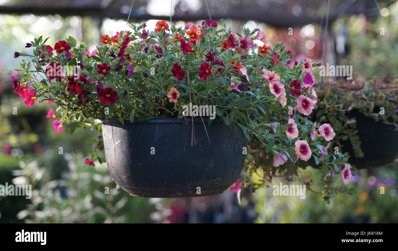 Un jardín de flores, repleto diferentes colores que le dan al mundo belleza, una flor es única por sus tonalidades, especial por su fragancia, hermosa Stock Photo