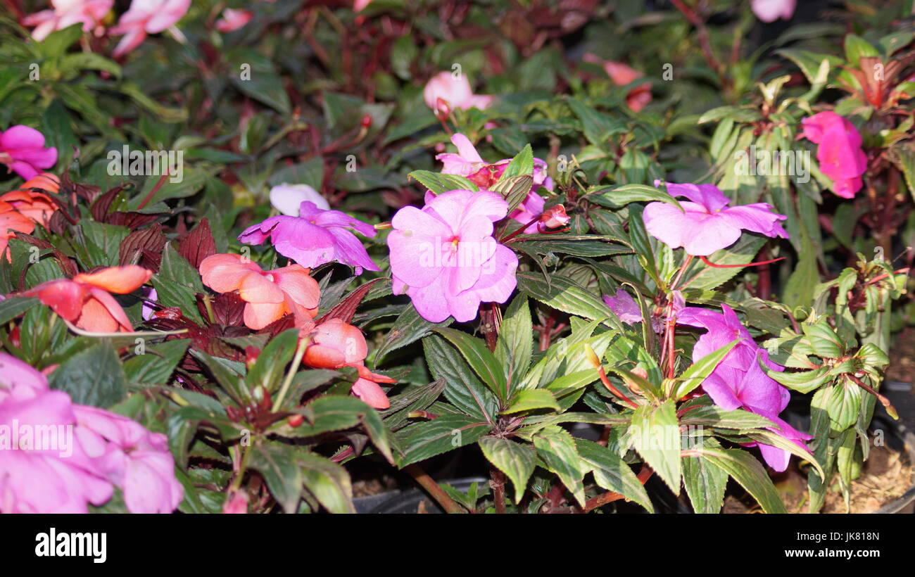 Un jardín de flores, repleto diferentes colores que le dan al mundo belleza, una flor es única por sus tonalidades, especial por su fragancia, hermosa Stock Photo