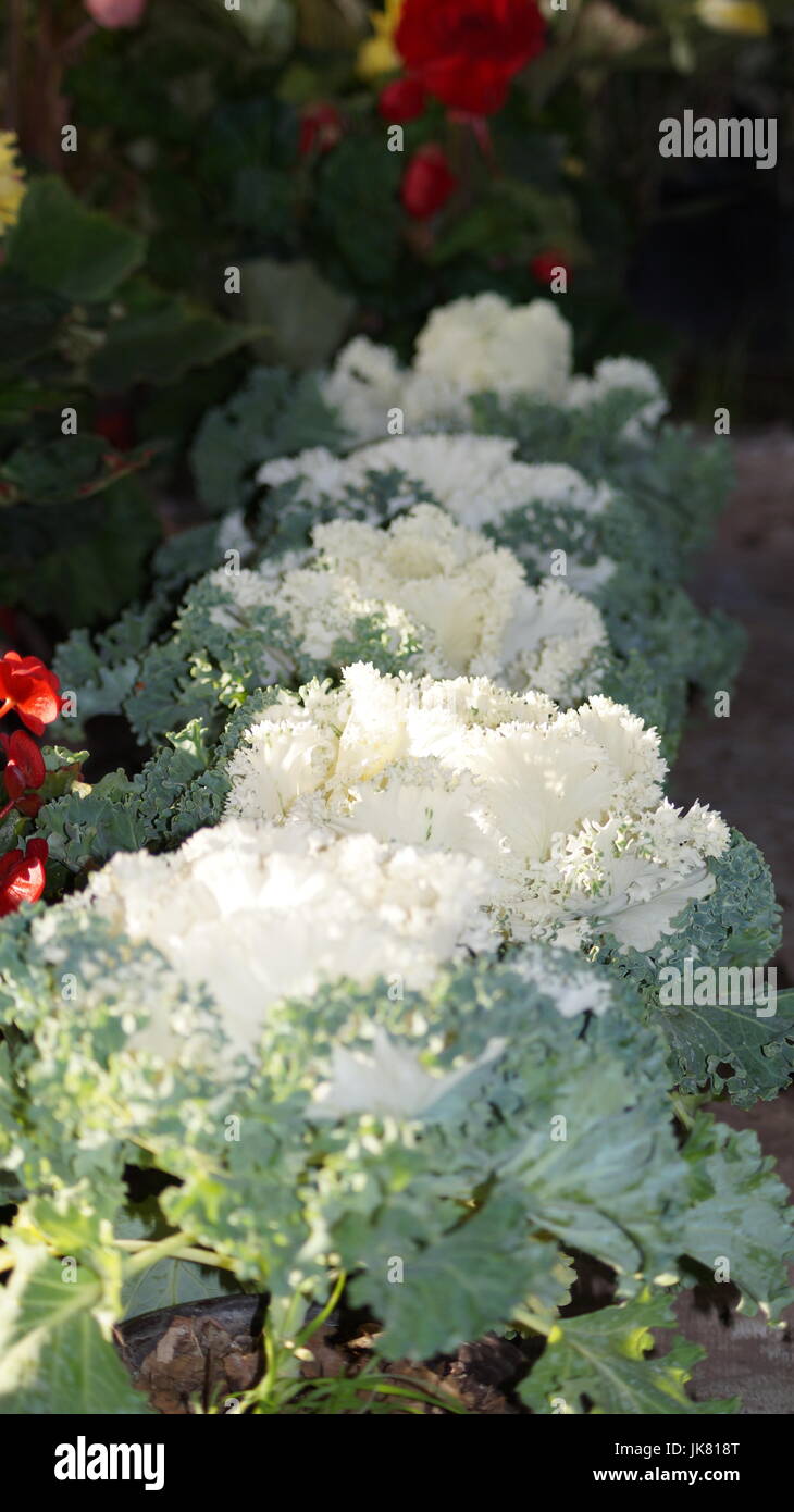 Un jardín de flores, repleto diferentes colores que le dan al mundo belleza, una flor es única por sus tonalidades, especial por su fragancia, hermosa Stock Photo