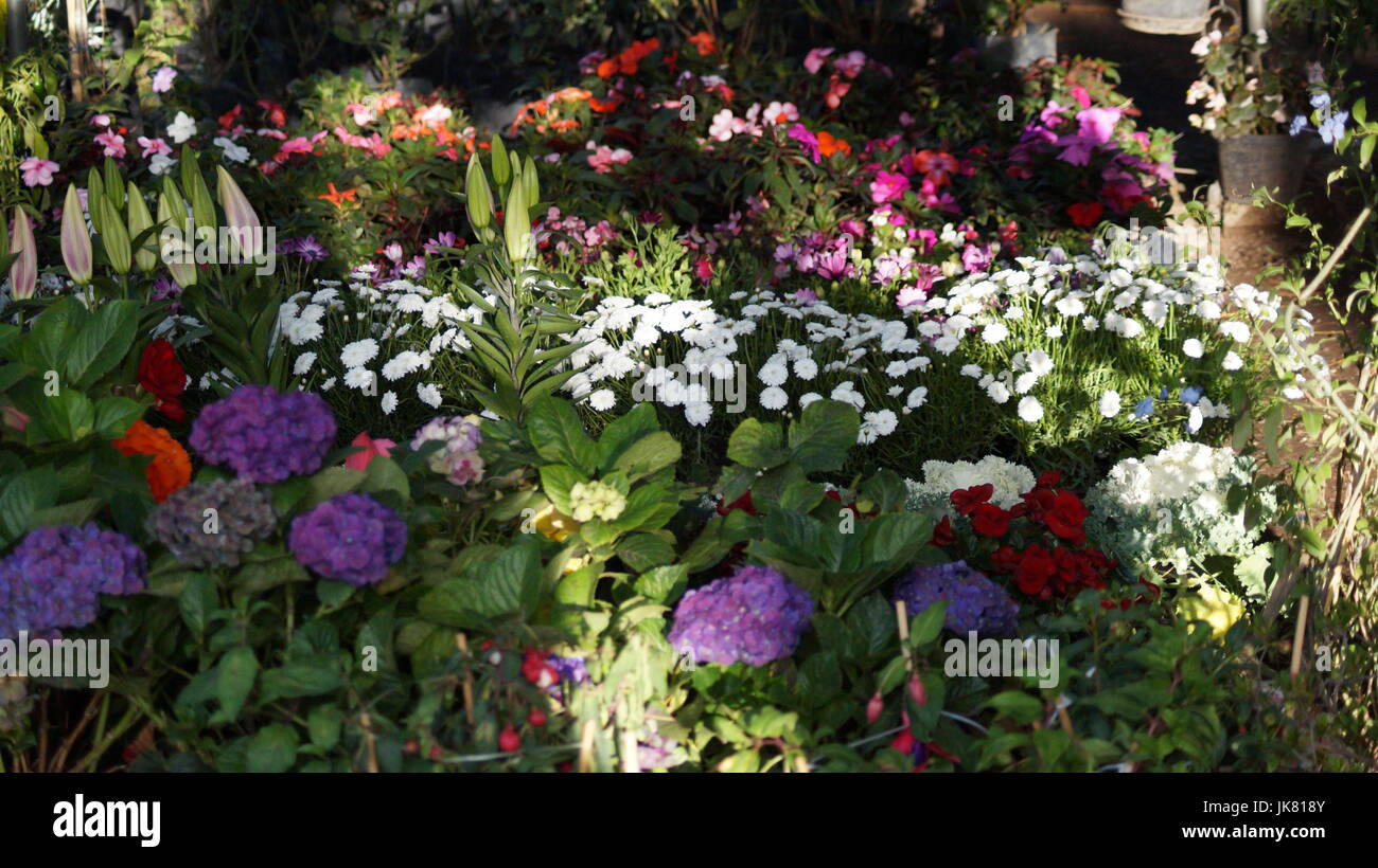 Un jardín de flores, repleto diferentes colores que le dan al mundo belleza, una flor es única por sus tonalidades, especial por su fragancia, hermosa Stock Photo