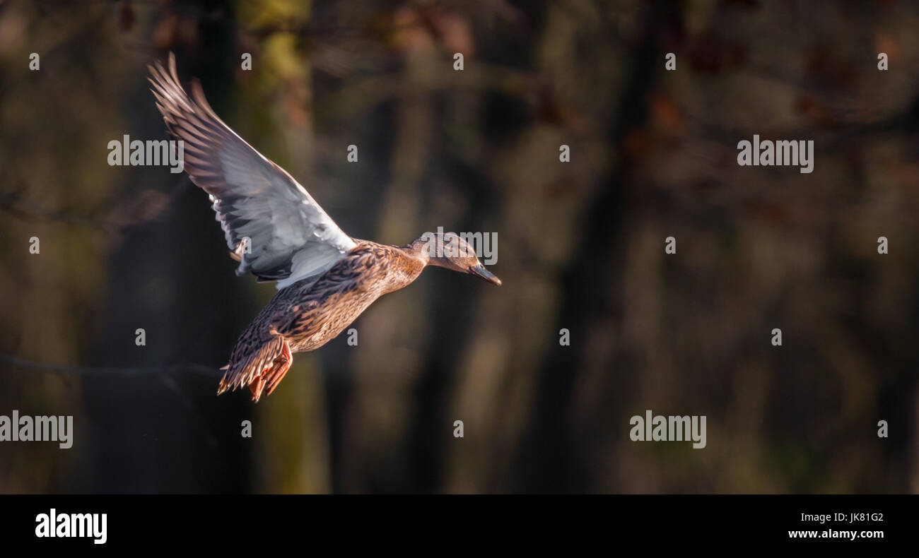 wild duck flying with her wings up Stock Photo - Alamy