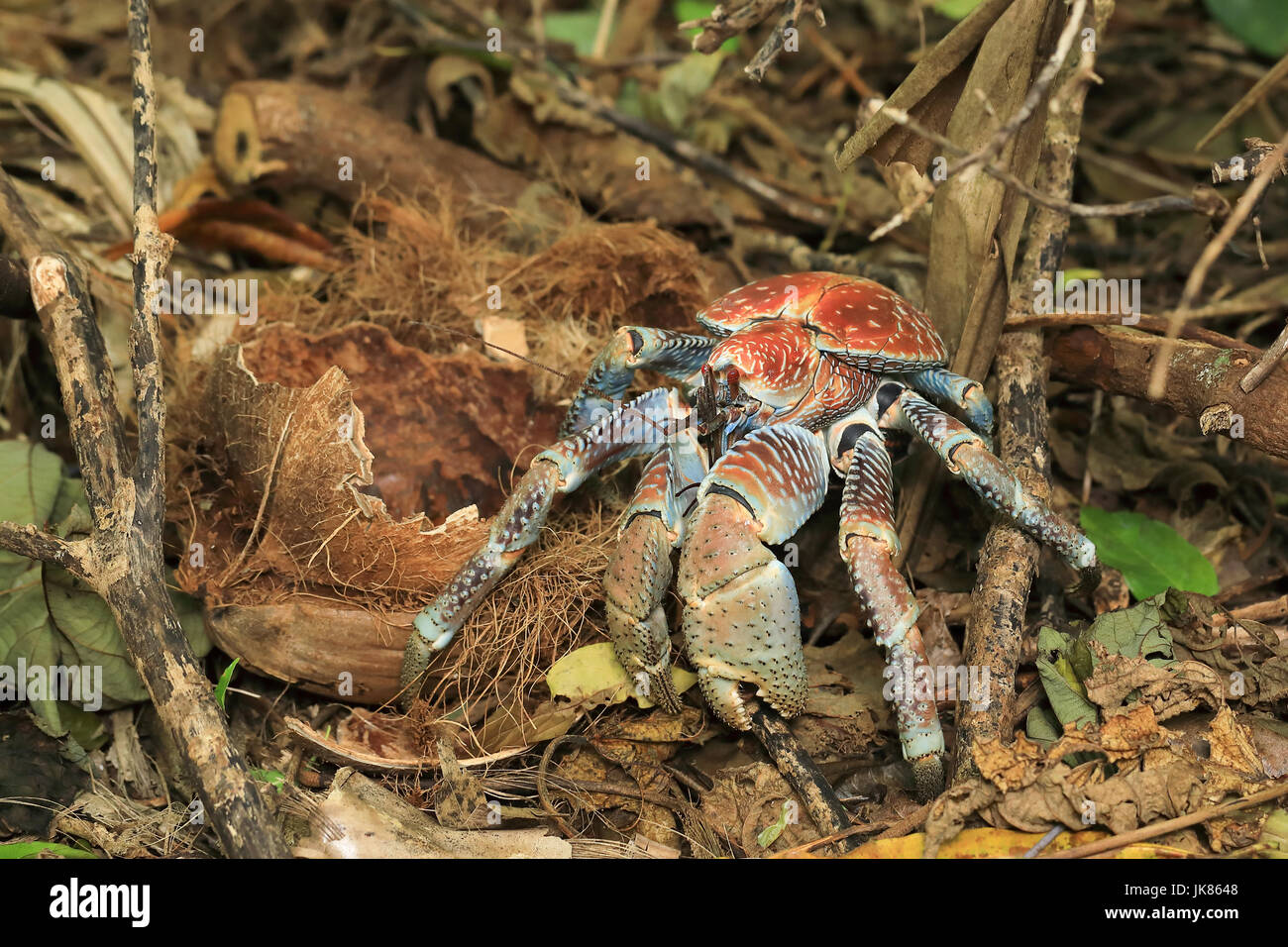 Coconut Crab High Resolution Stock Photography And Images Alamy
