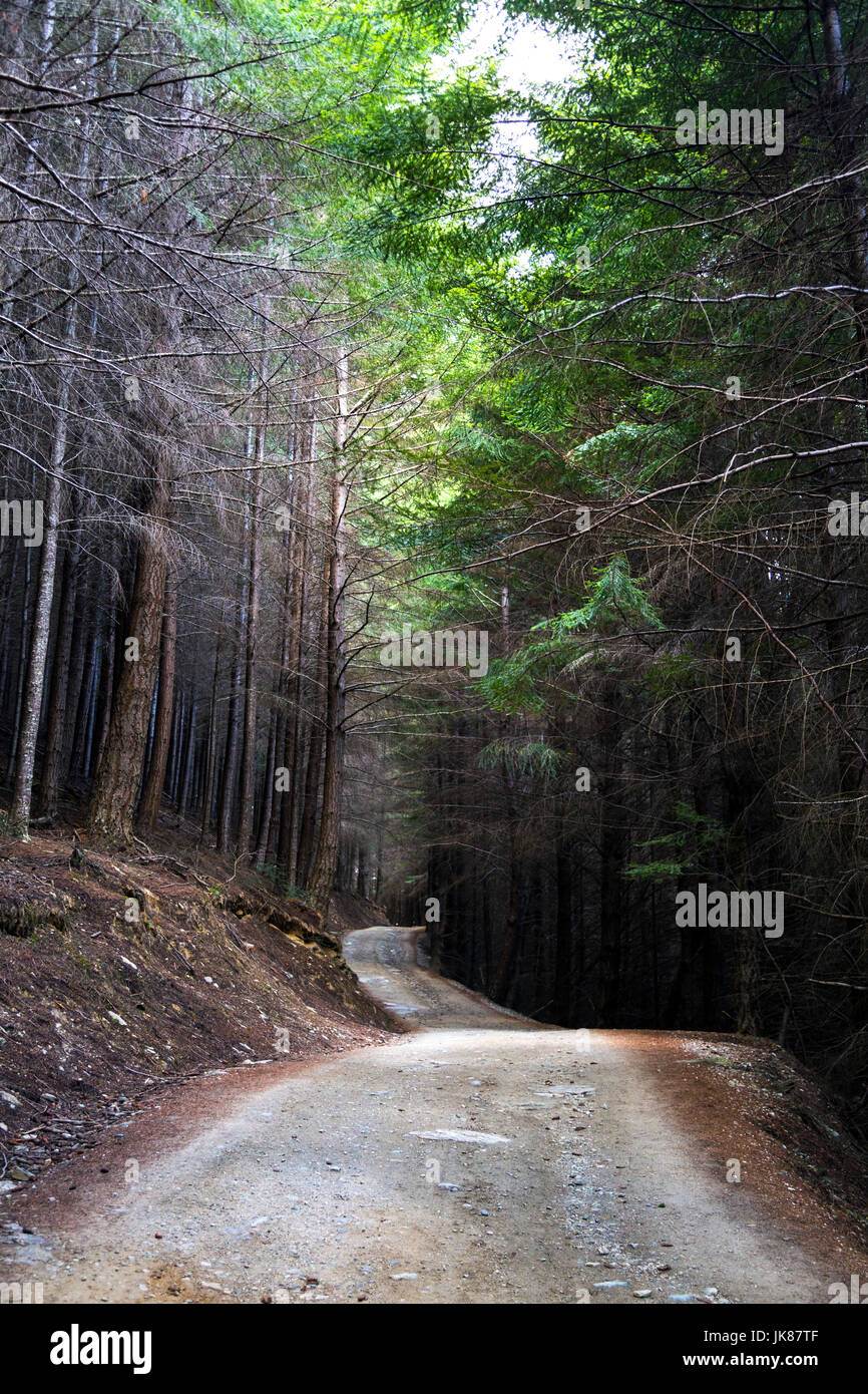 Dirt path leading though a dark forest, Ben Lomond Scenic Reserve, Queenstown, New Zealand Stock Photo