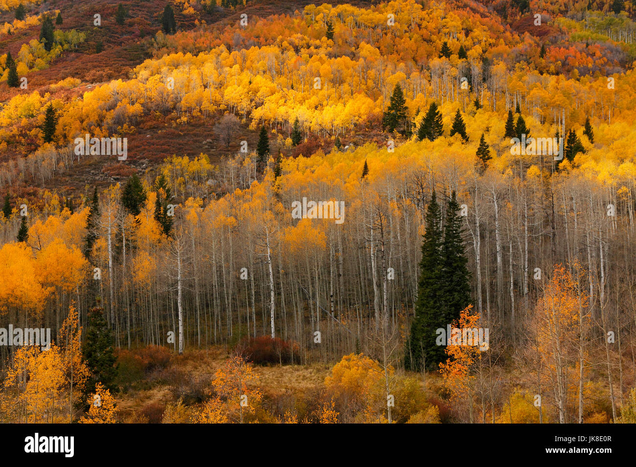 Utah aspen trees hires stock photography and images Alamy