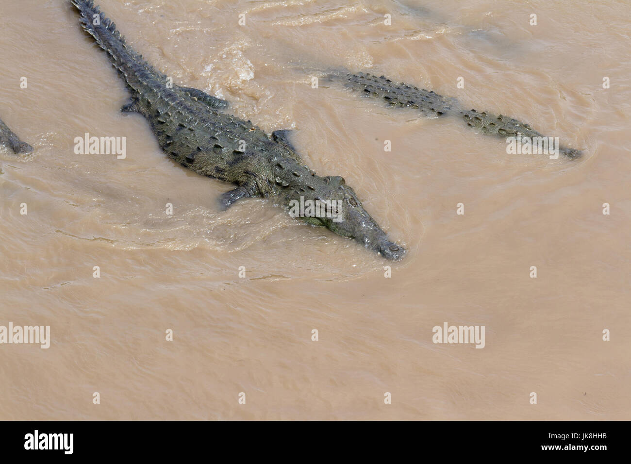 Group of crocodiles in the Grande de Tarcoles river in Costa Rica. Stock Photo