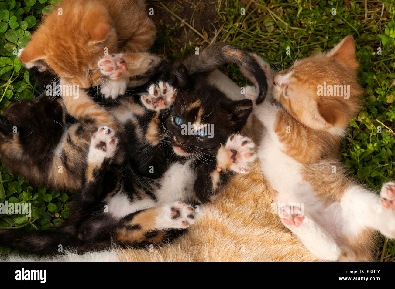 kittens playing Stock Photo