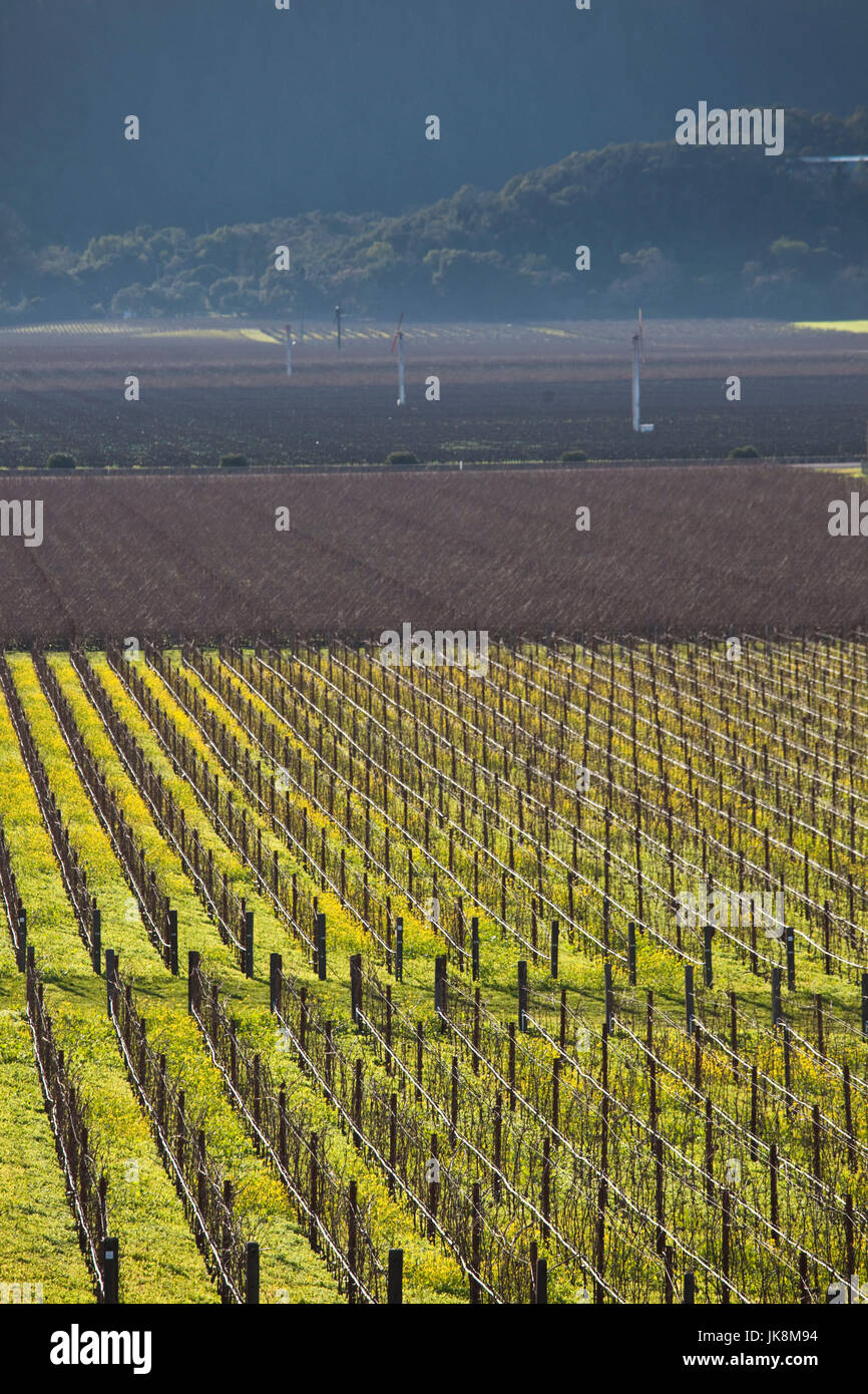 USA, California, Northern California, Napa Valley Wine Country, Oakville, vineyard in winter Stock Photo