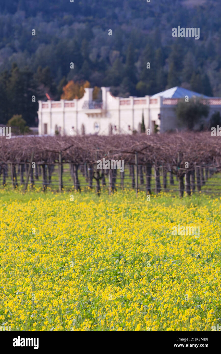 USA, California, Northern California, Napa Valley Wine Country, St. Helena, vineyard in winter Stock Photo
