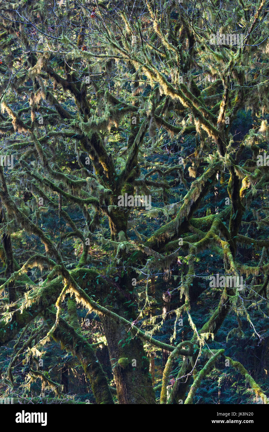 USA, California, Northern California, North Coast, Orick, Redwoods National Park, forest detail Stock Photo