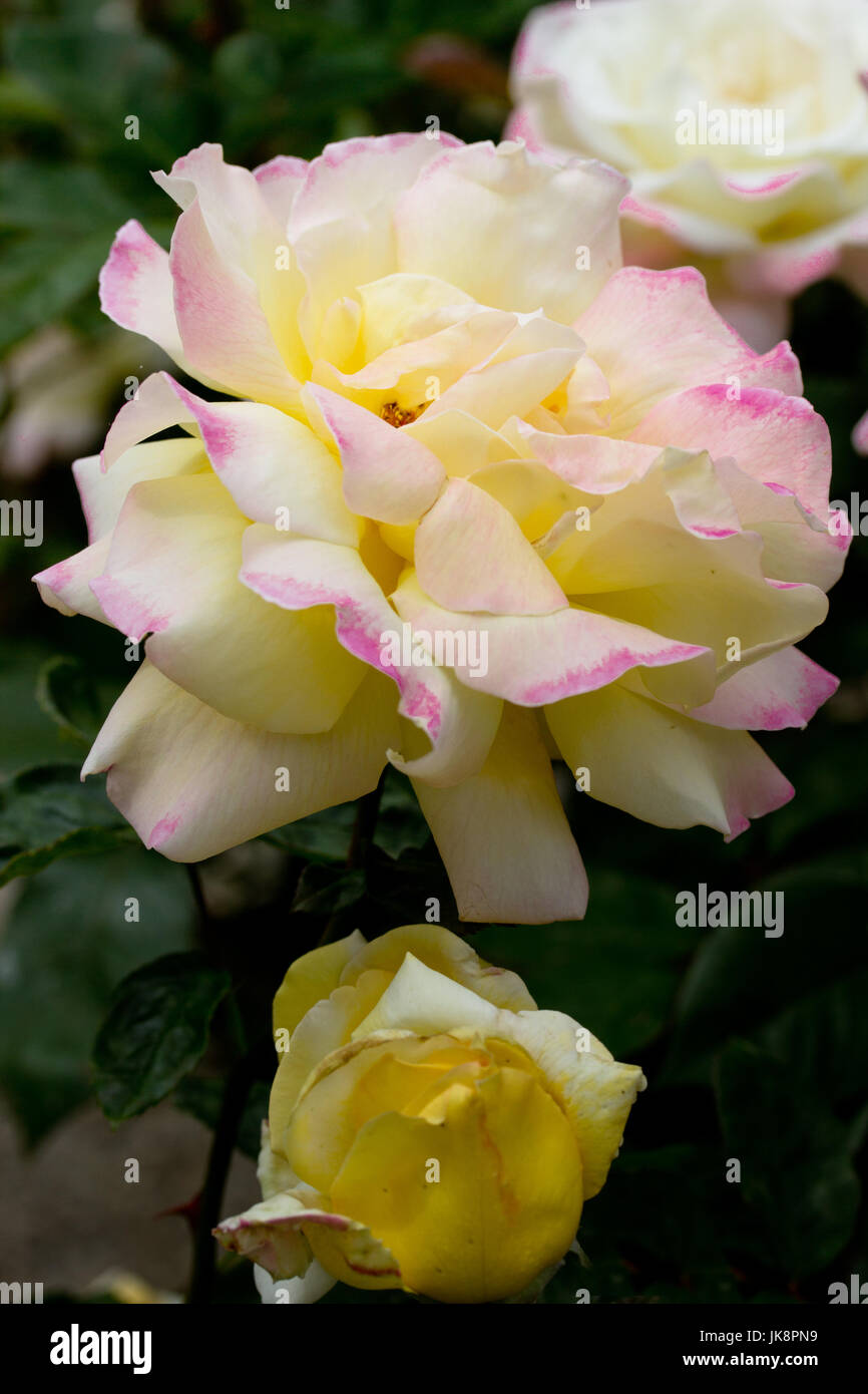 Pale yellow roses hires stock photography and images Alamy