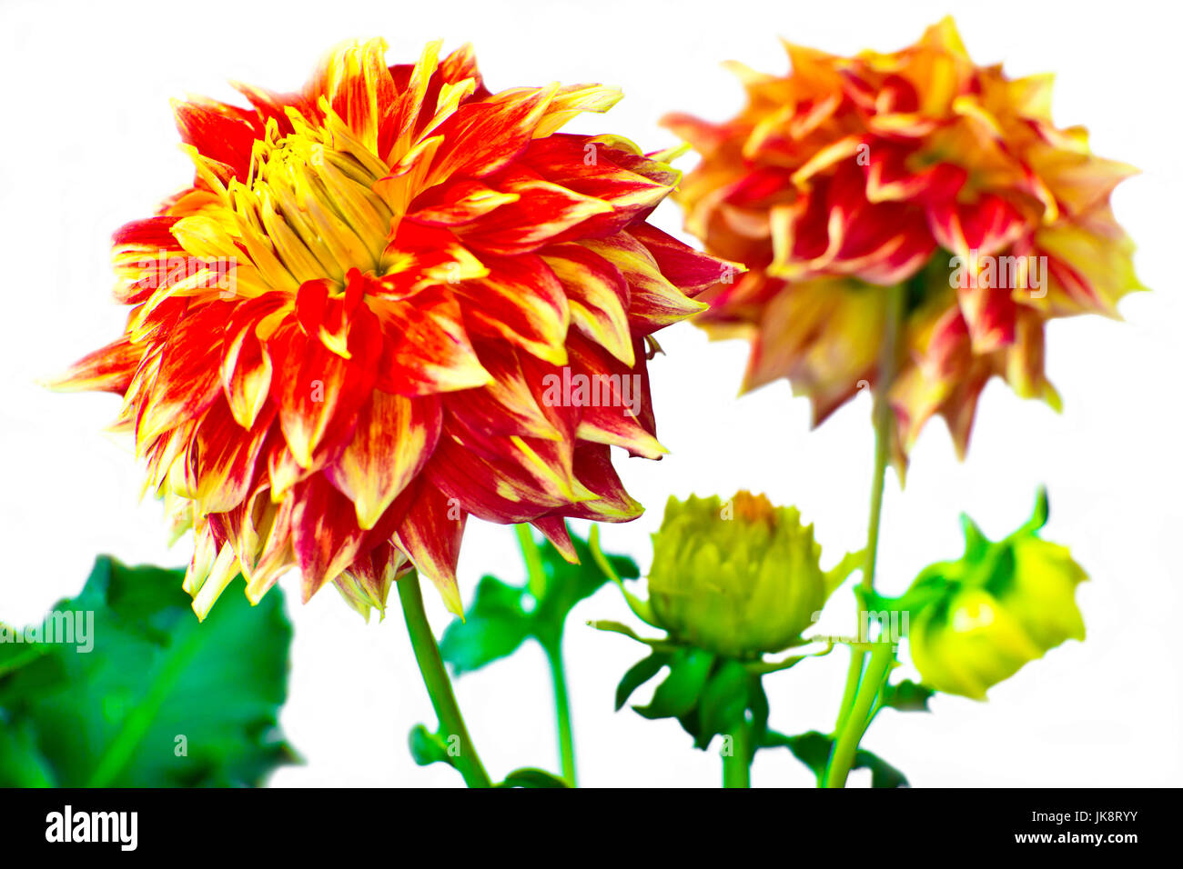 Dahlias and buds Stock Photo Alamy