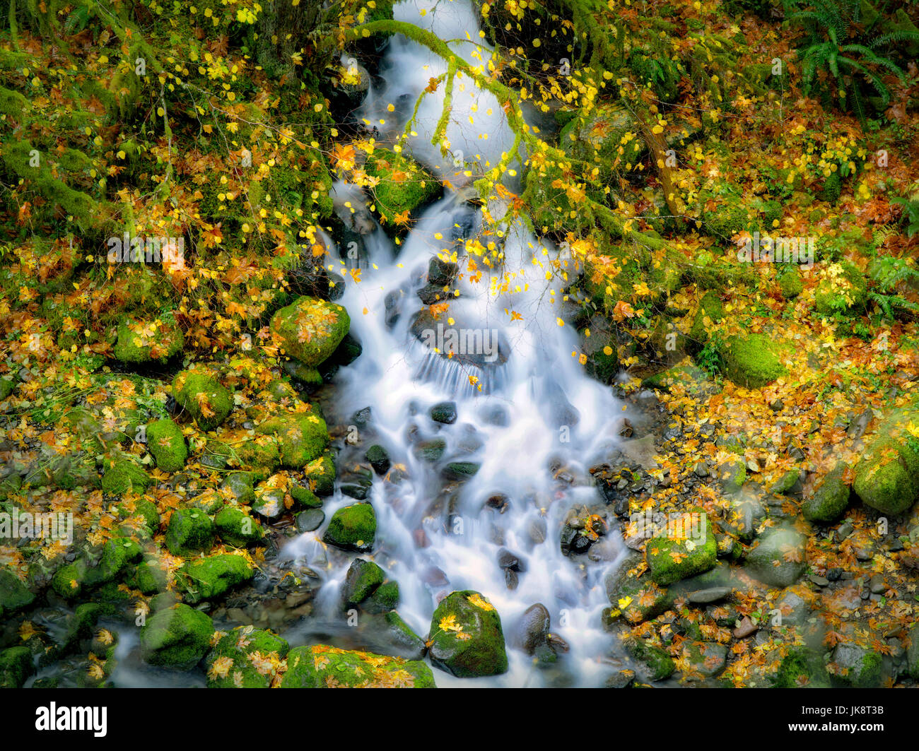 Small seasonal stream flowing into Eagle Creek.  Columbia River Gorge National Scenic Area, Oregon Stock Photo
