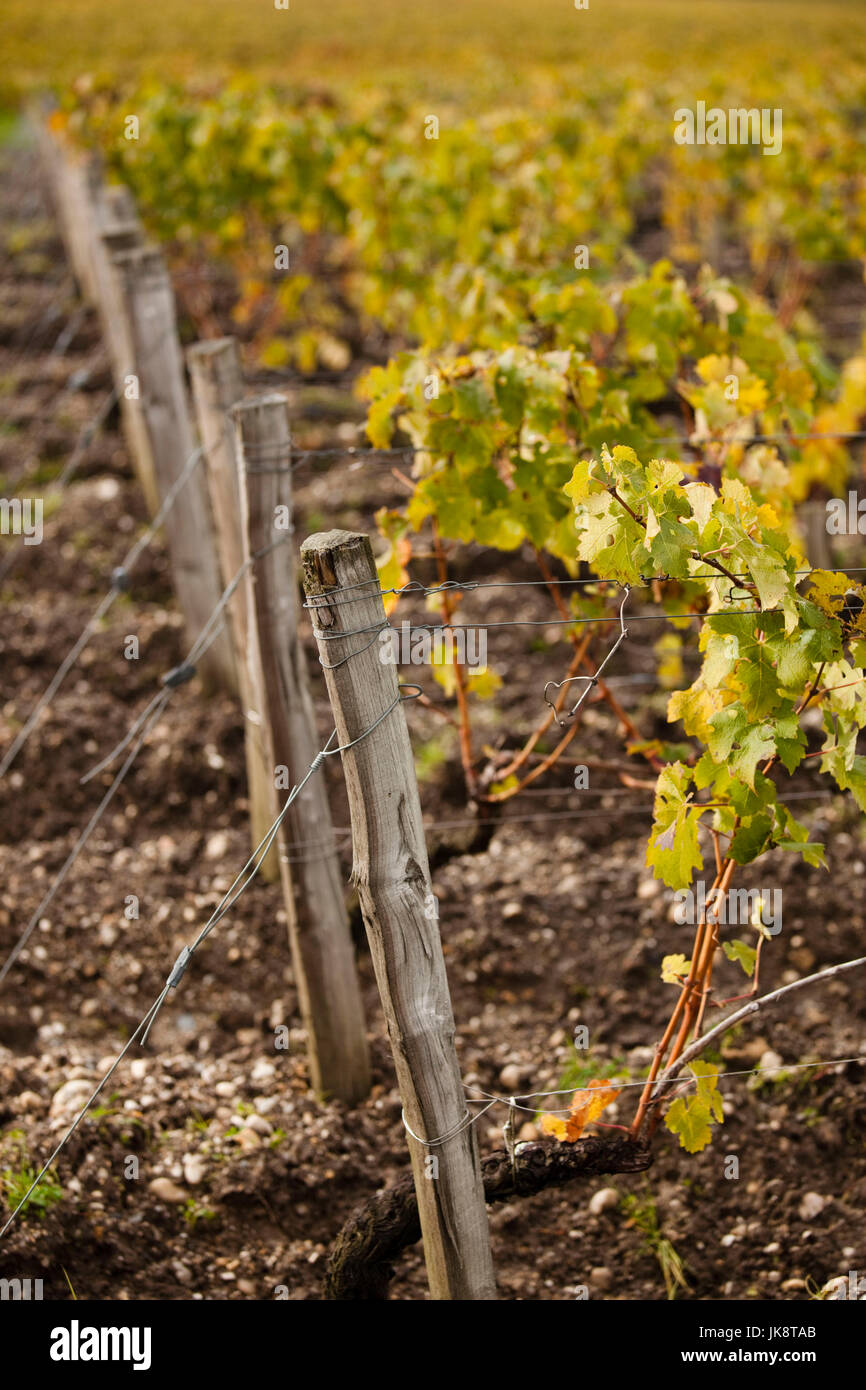 France, Aquitaine Region, Gironde Department, Haute-Medoc Area, St-Julien-Beycheville, Medoc vineyard in autumn Stock Photo