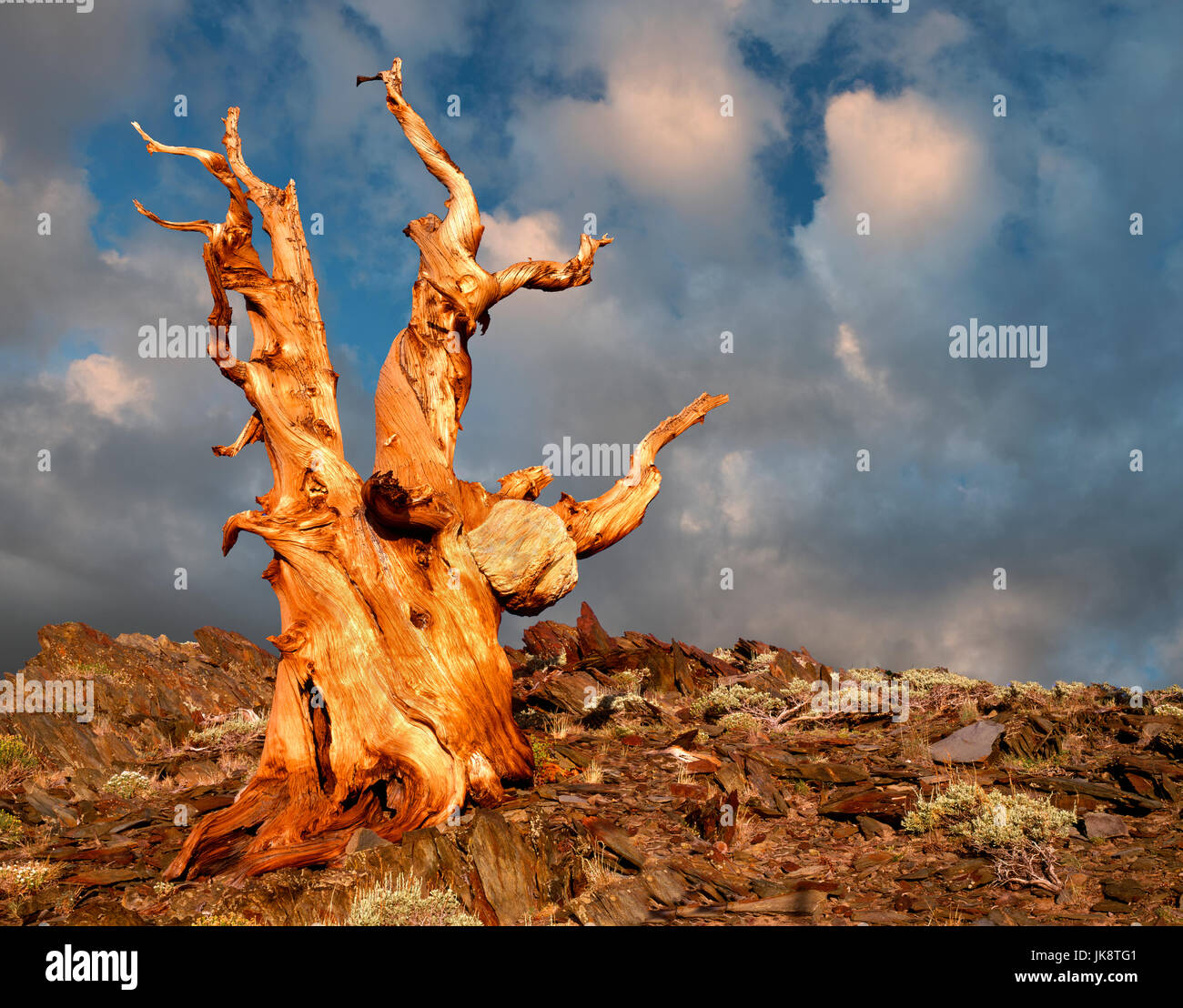 Bristlecone Pine with last light of day. Ancient Bristlecone Pine Forest. White Mountains, California. Stock Photo