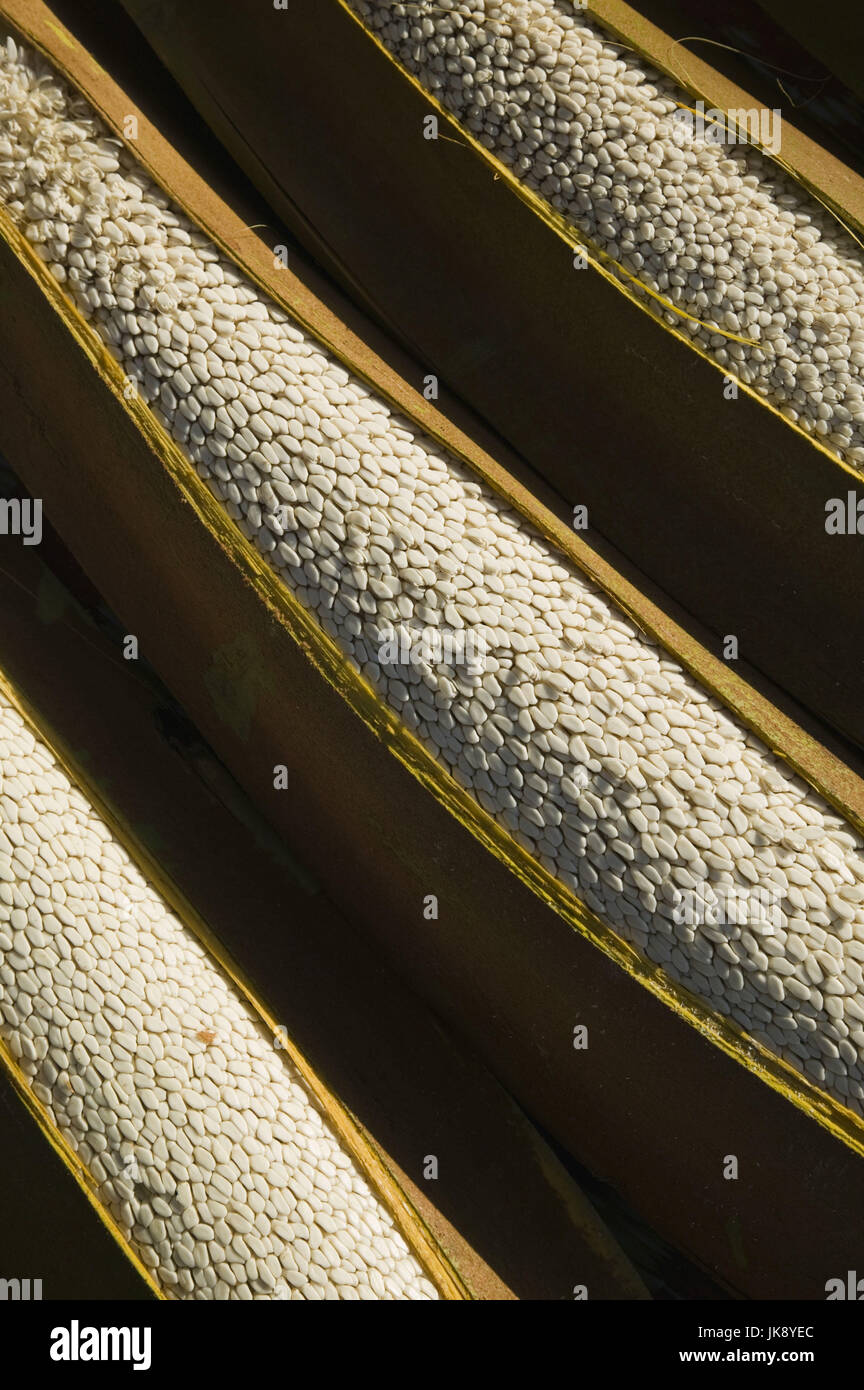 Oman, Bahla, Dattelpalme, Samen, close-up, Stock Photo