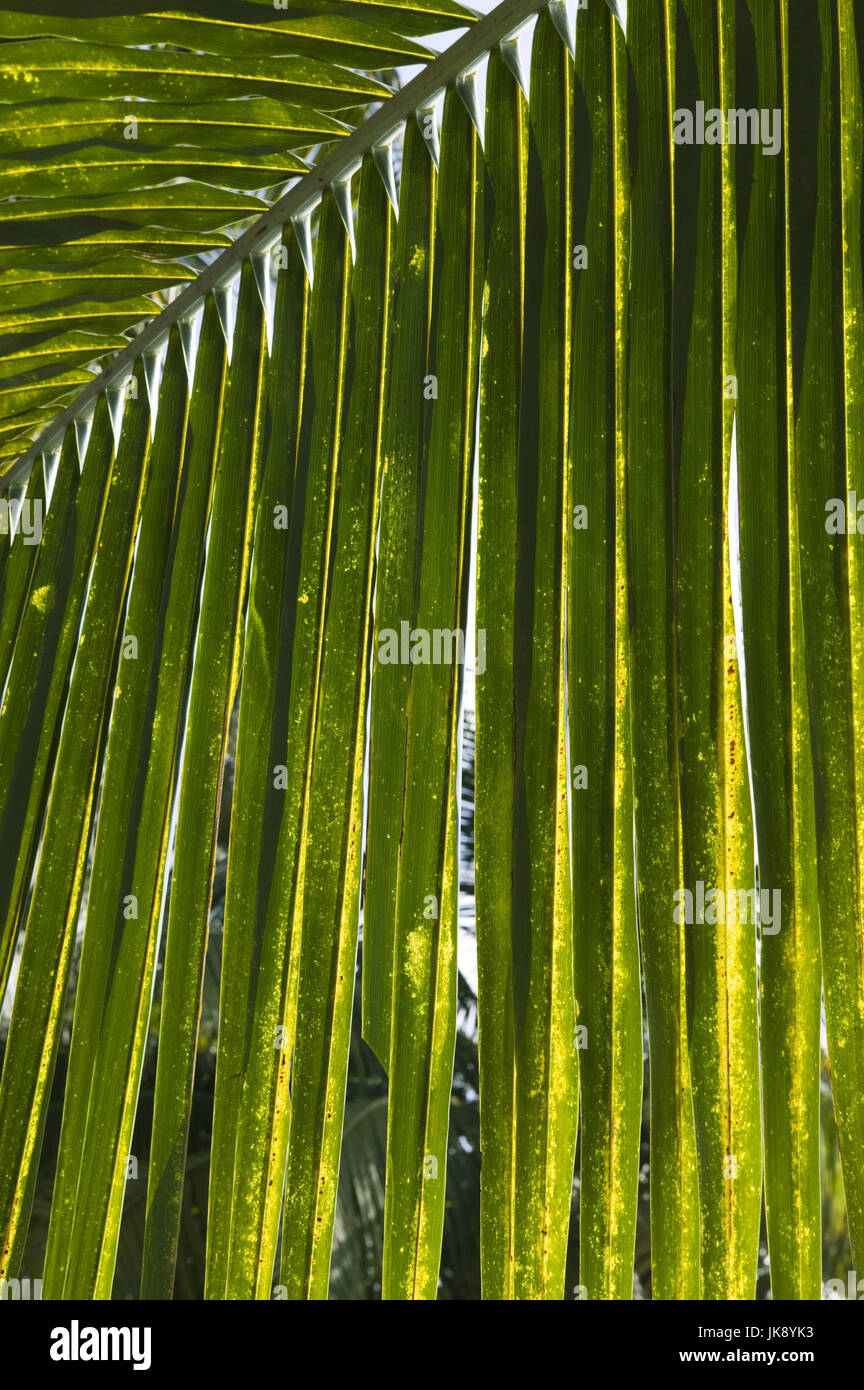 Mexiko, Guerrero, Zihuatanejo, Playa Municipal, Palmwedel, Detail, Stock Photo