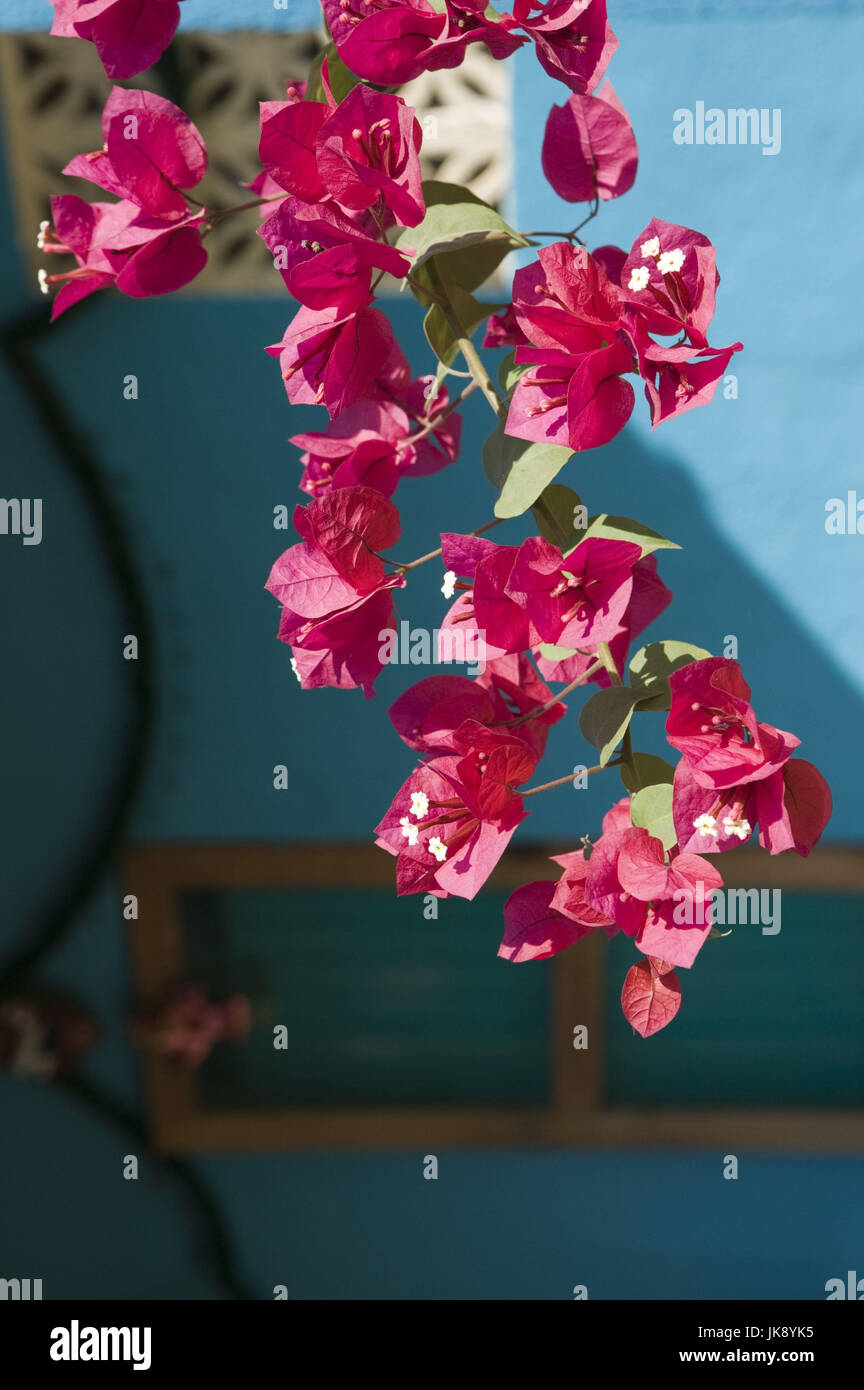 Mexiko, Guerrero, Barra de Potosi, Bougainvillea, Blüten, Detail, Stock Photo