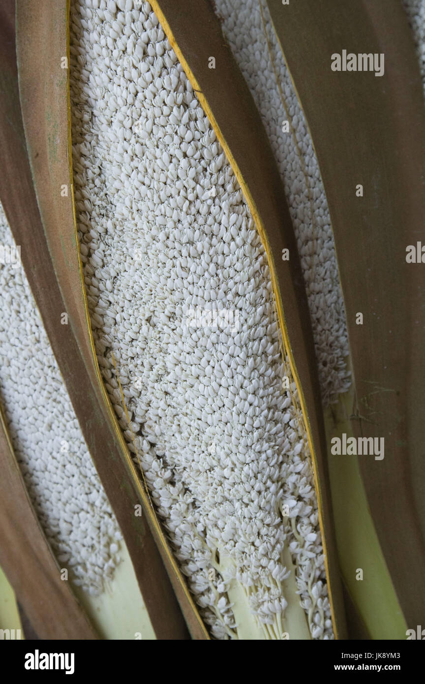 Oman, Nizwa, Dattelpalme, Samen, Stock Photo