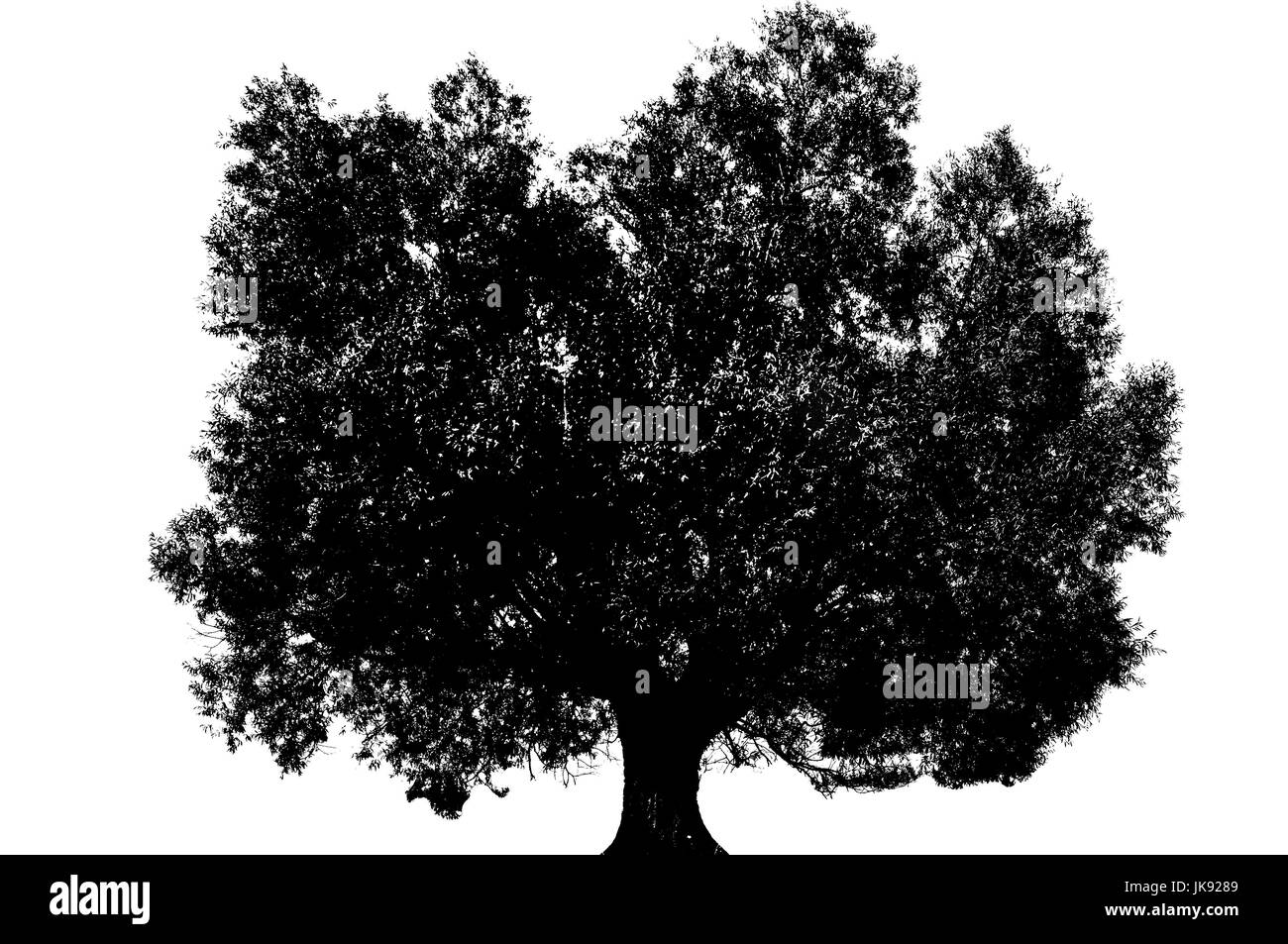Black tree silhouette isolated on white background Stock Photo Alamy