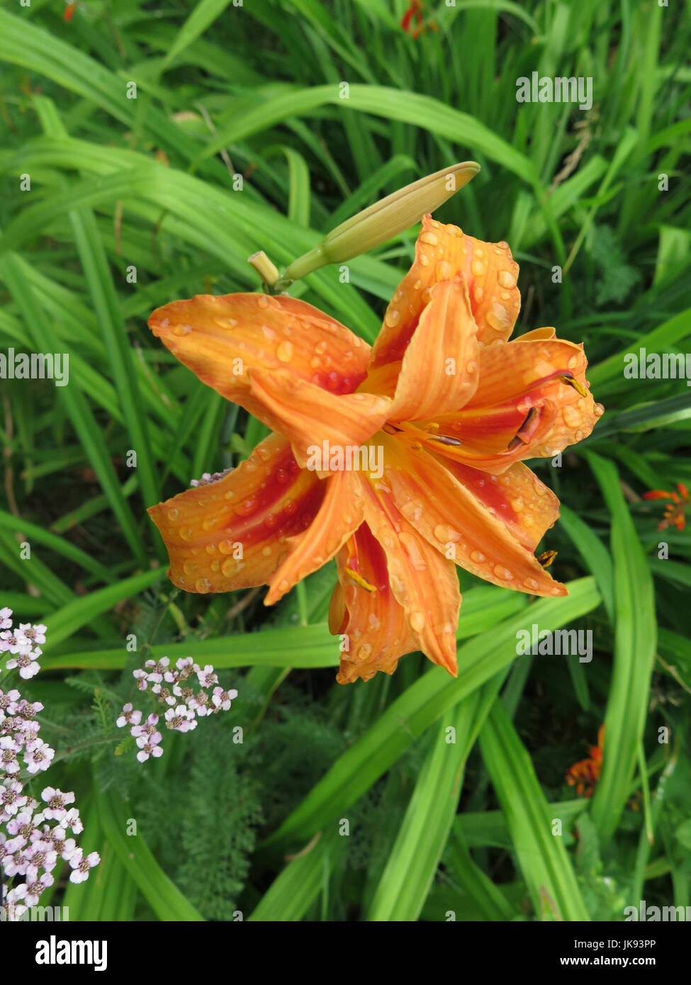 Lilium longiflorum orange lily hi-res stock photography and images - Alamy