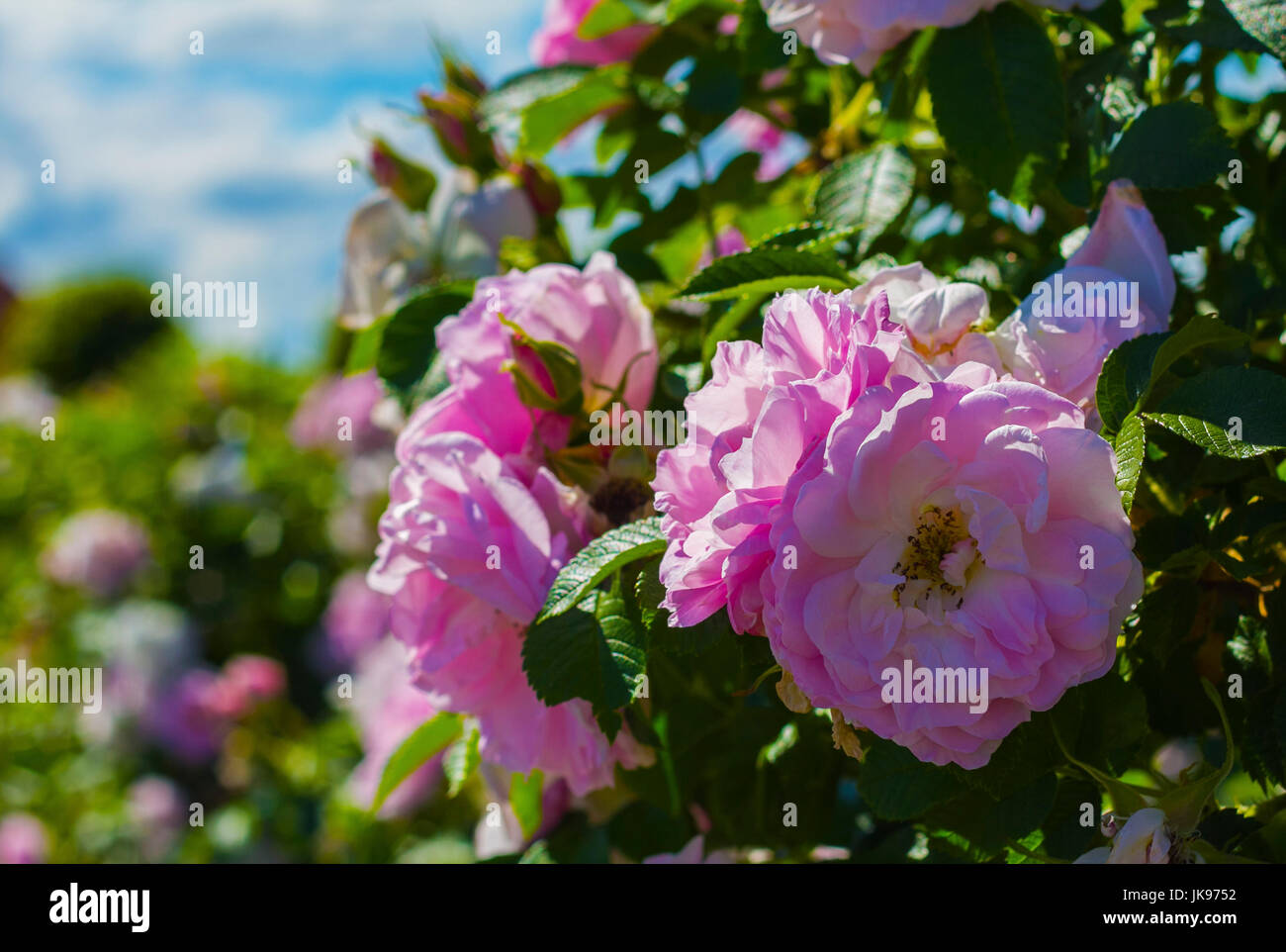 The pink rose flower in this huge flower garden, that is right next to the castle. Stock Photo