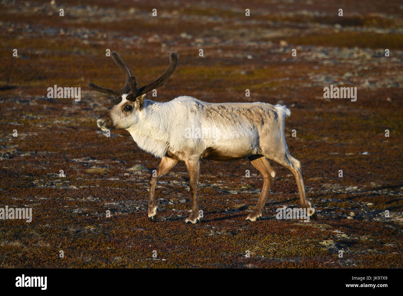 Reindeer - Rangifer tarandus - male in velvet Stock Photo