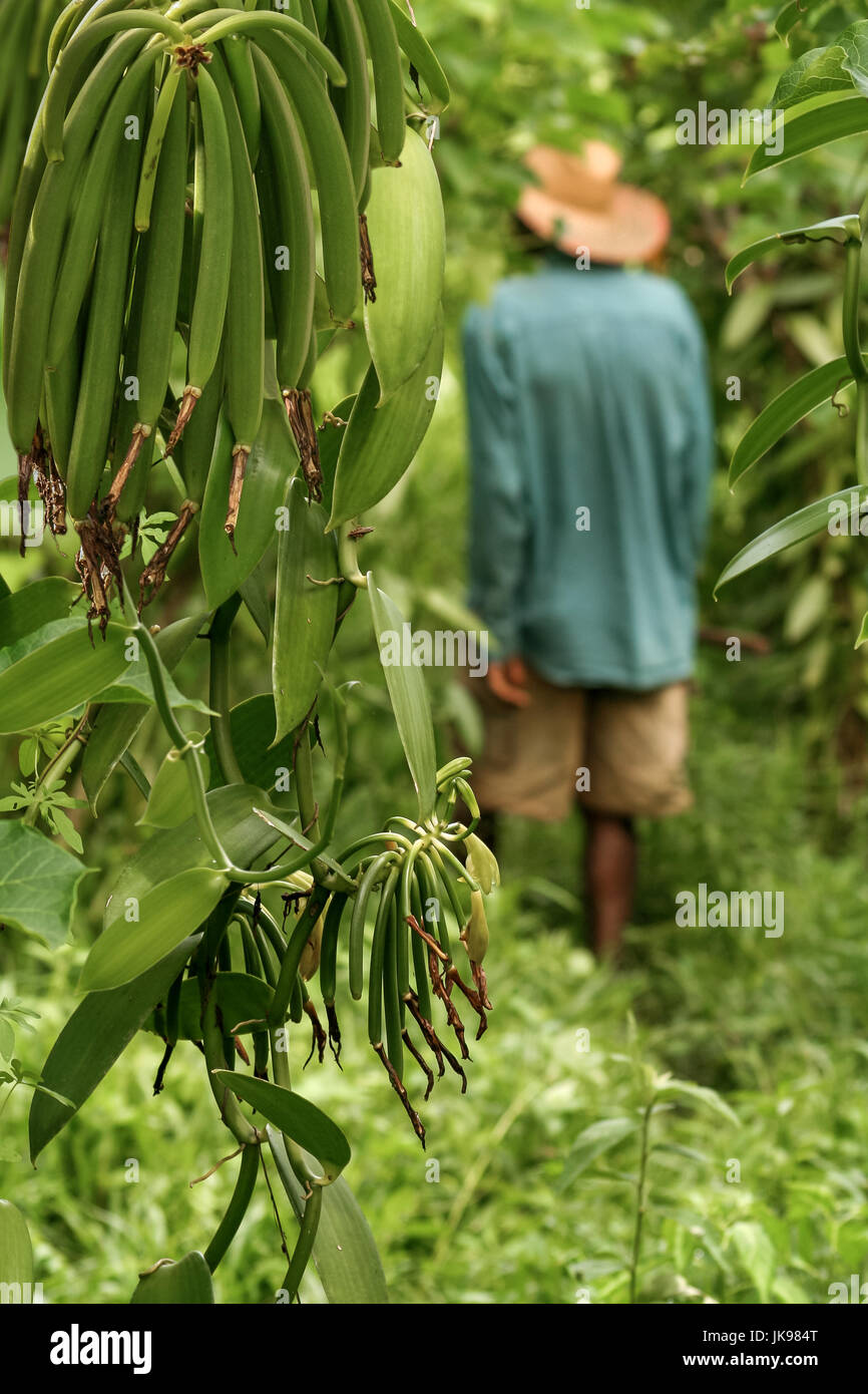 Sambava, Madagascar, january 13, 2017: A malagasy farmer in his plantation of vanilla near Sambava, east of Madagascar Stock Photo