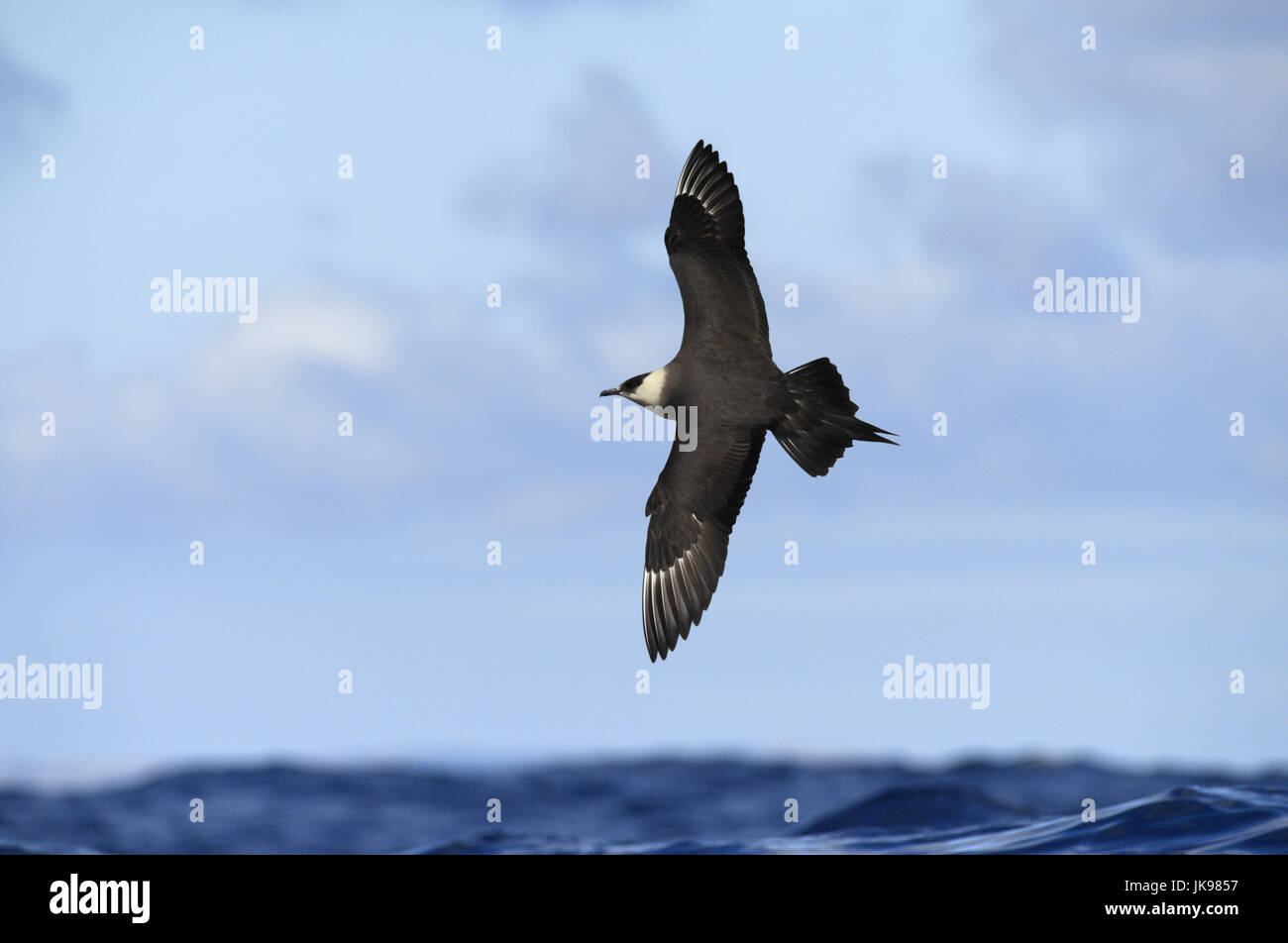 Arctic Skua - Stercorarius parasiticus Stock Photo