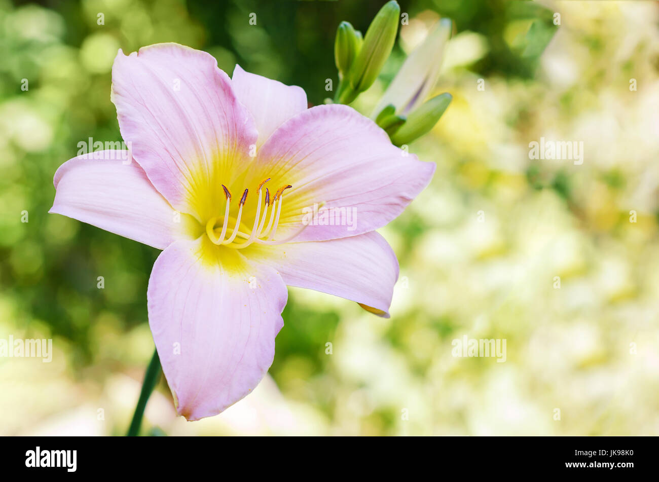 Pink blooming day lilies Stock Photo Alamy