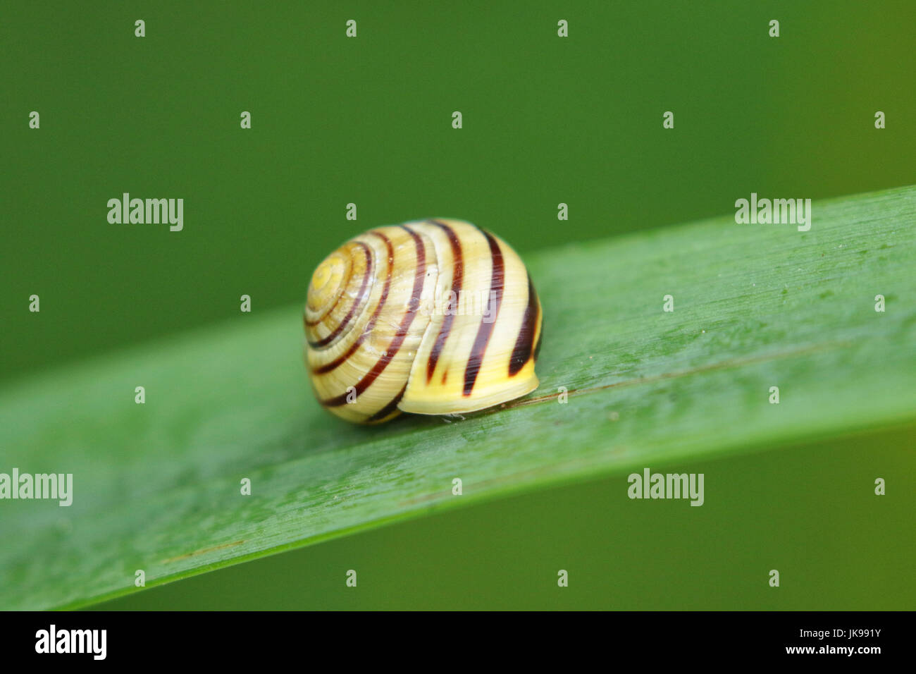 Snail with striped shell on a leaf in the garden Stock Photo