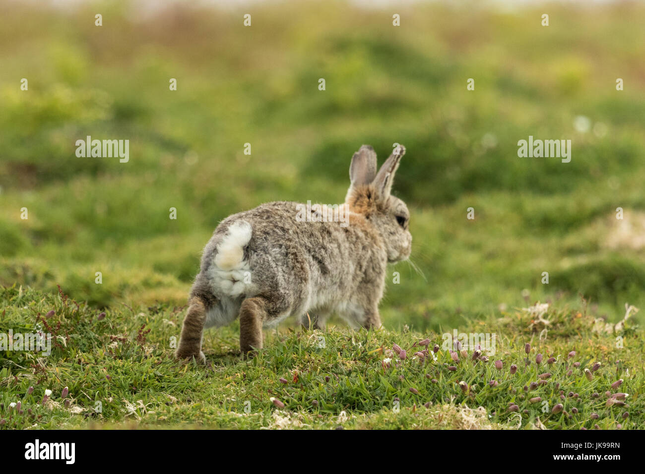 Buck rabbit hires stock photography and images Alamy